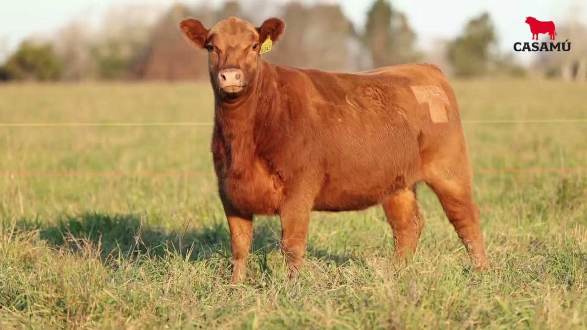 Vaquillona RP 5345 · Lote 59