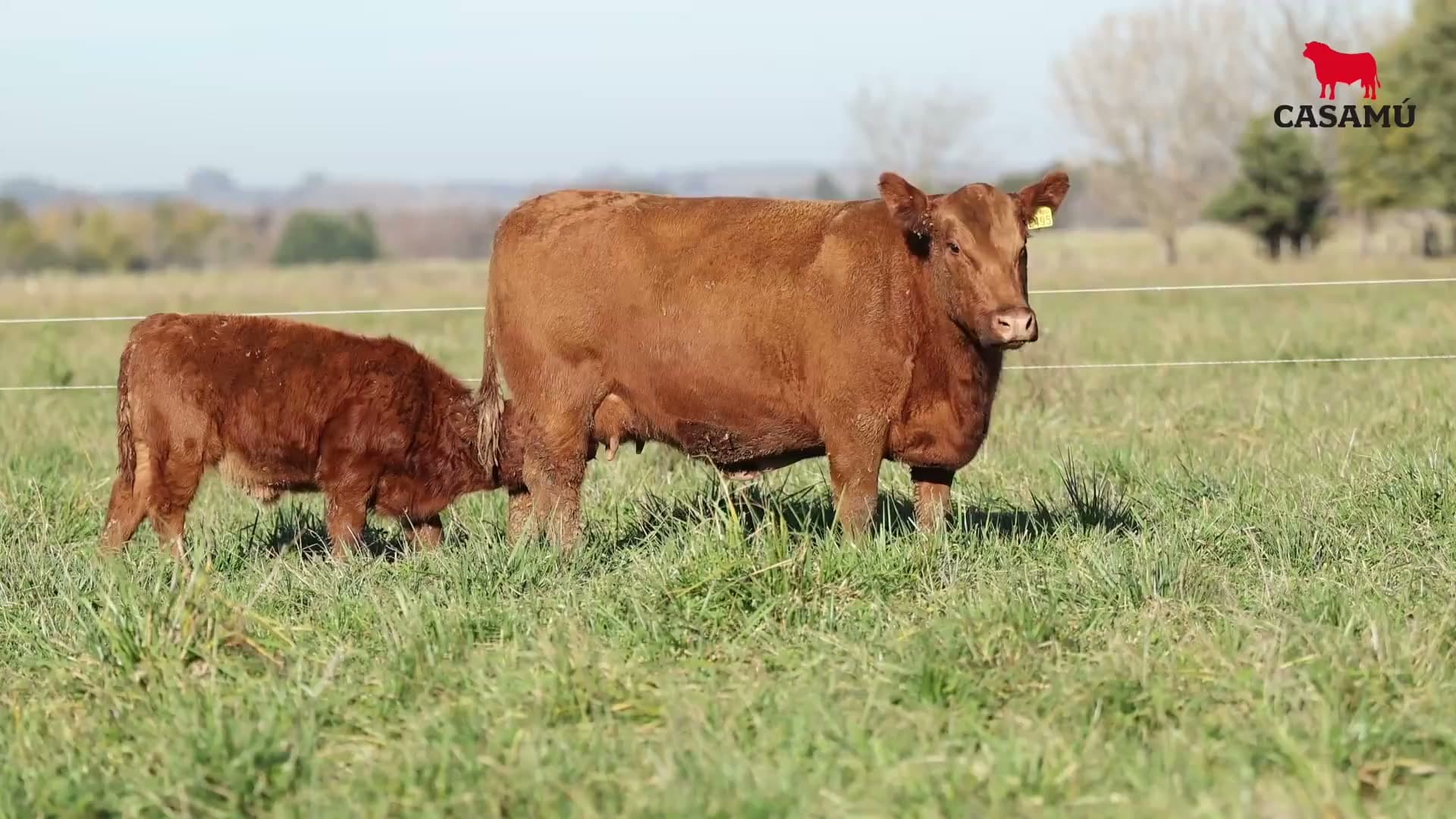 Vaca RP E495 · Lote 66