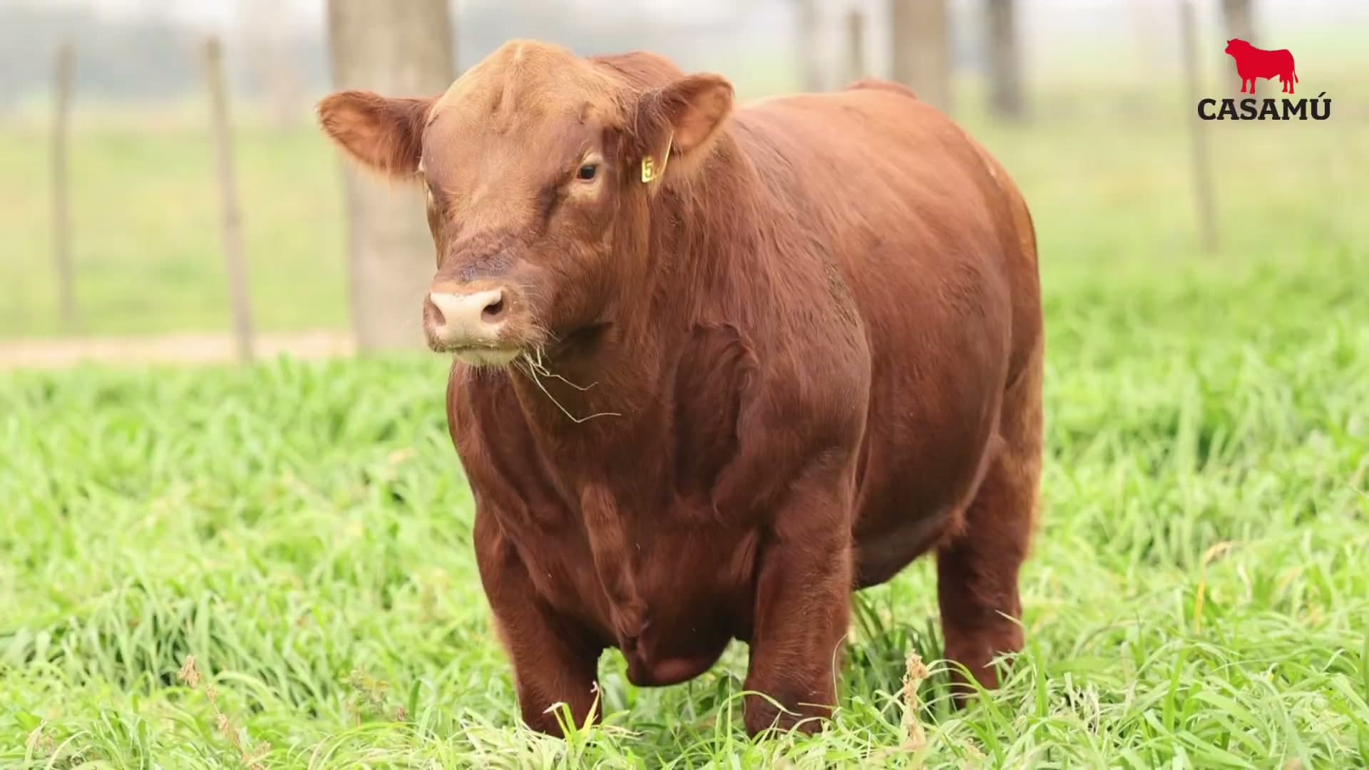 Toro RP 5352 · Lote 22