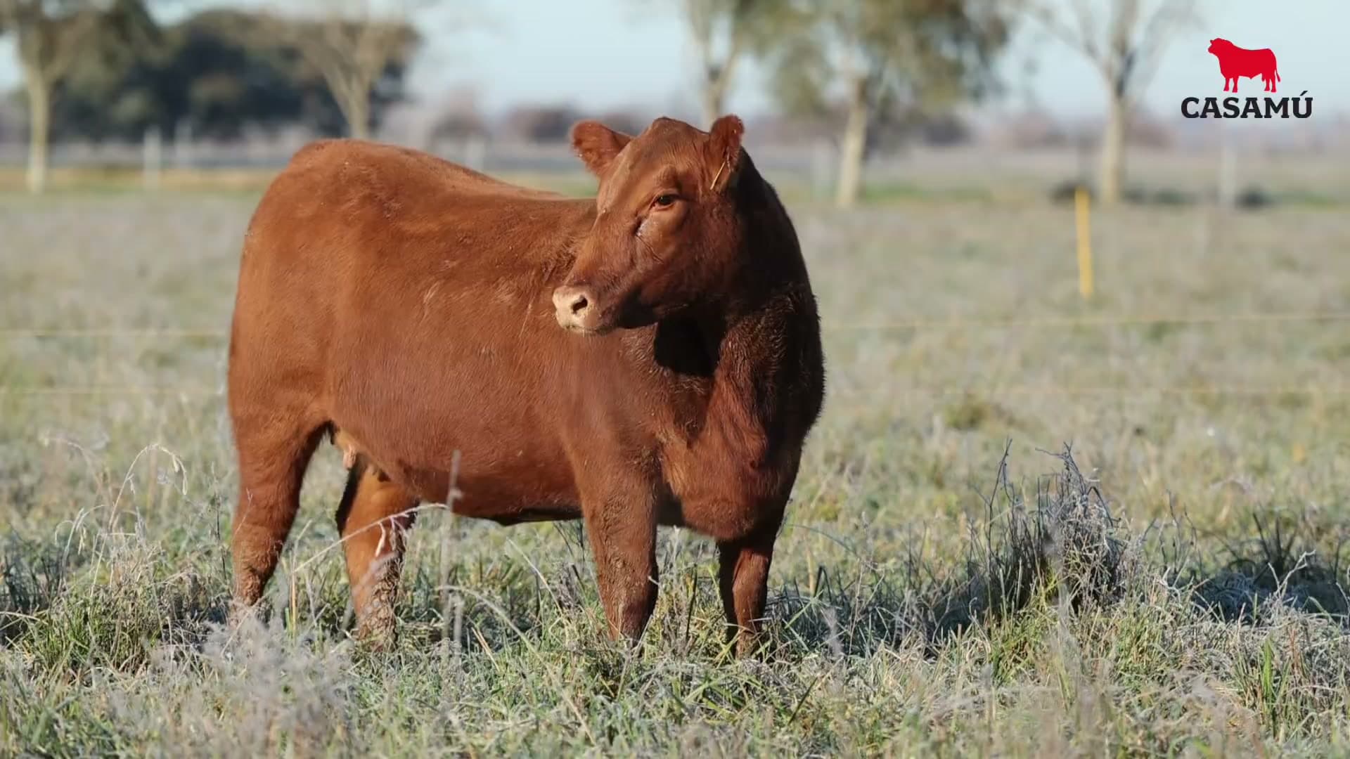 Vaquillona RP 5249 · Lote 51