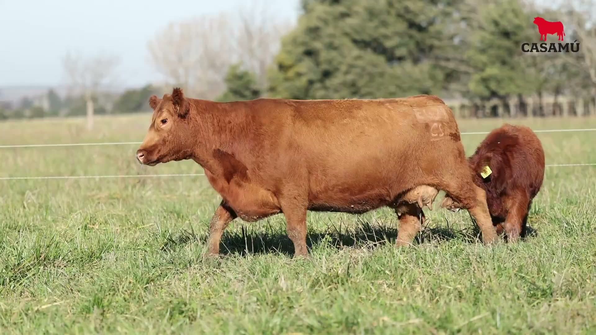Vaca RP E621 · Lote 62
