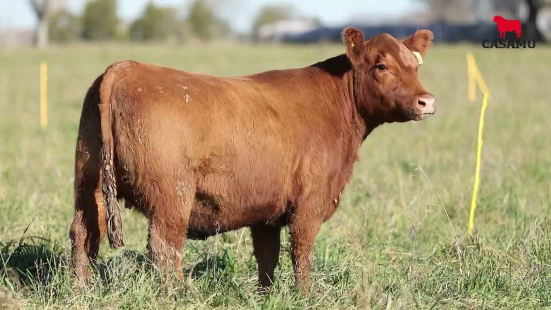 Vaquillona RP 5275 · Lote 48