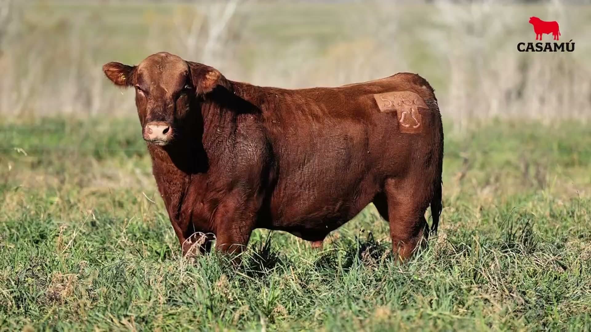 Toro RP X5382 · Lote 42