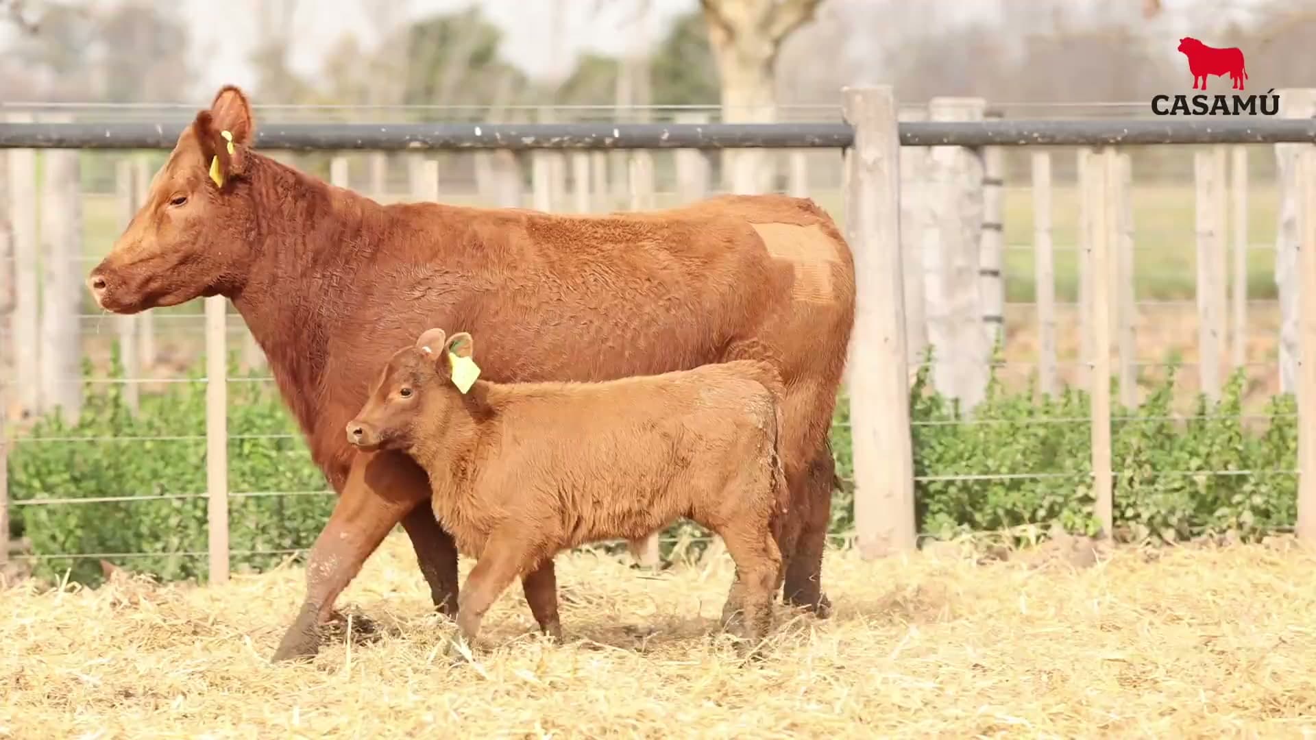 Vaca RP H185 · Lote 67