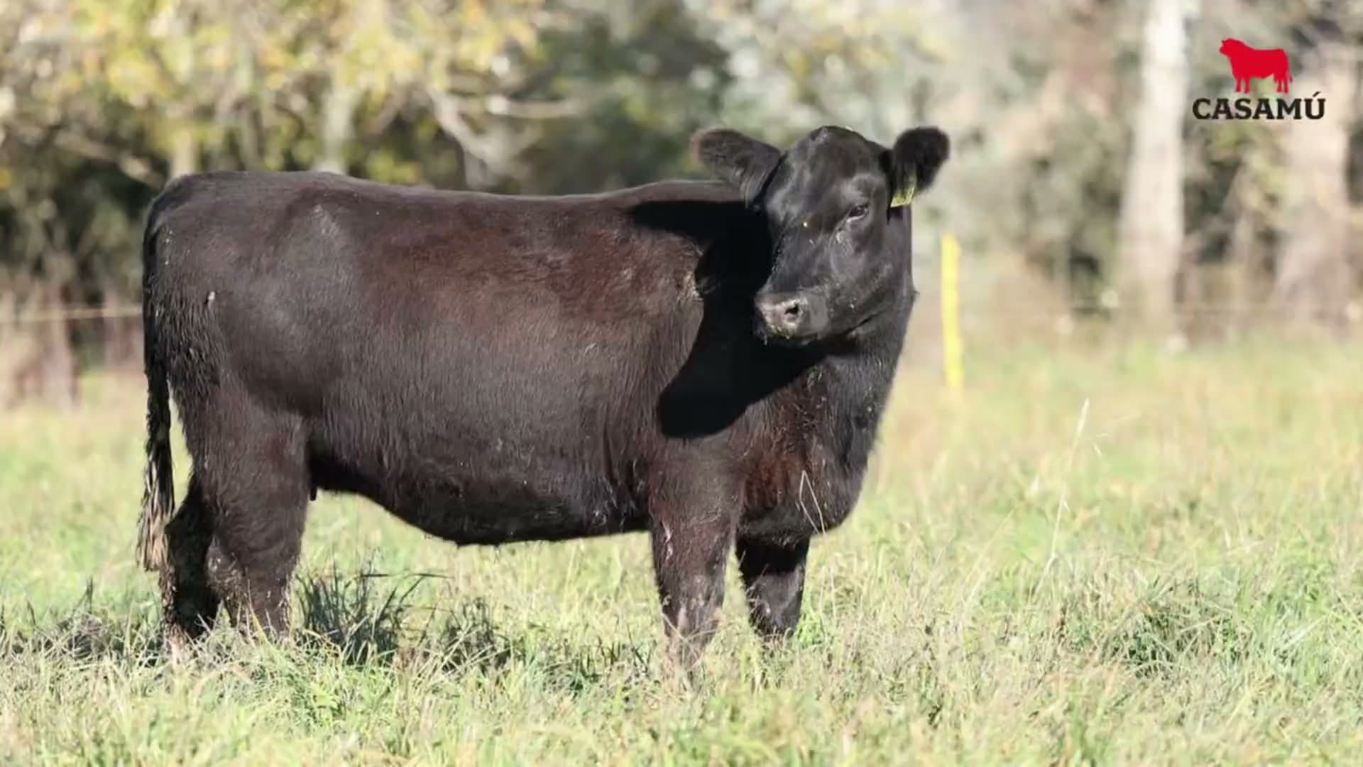 Vaquillona RP 5291 · Lote 56