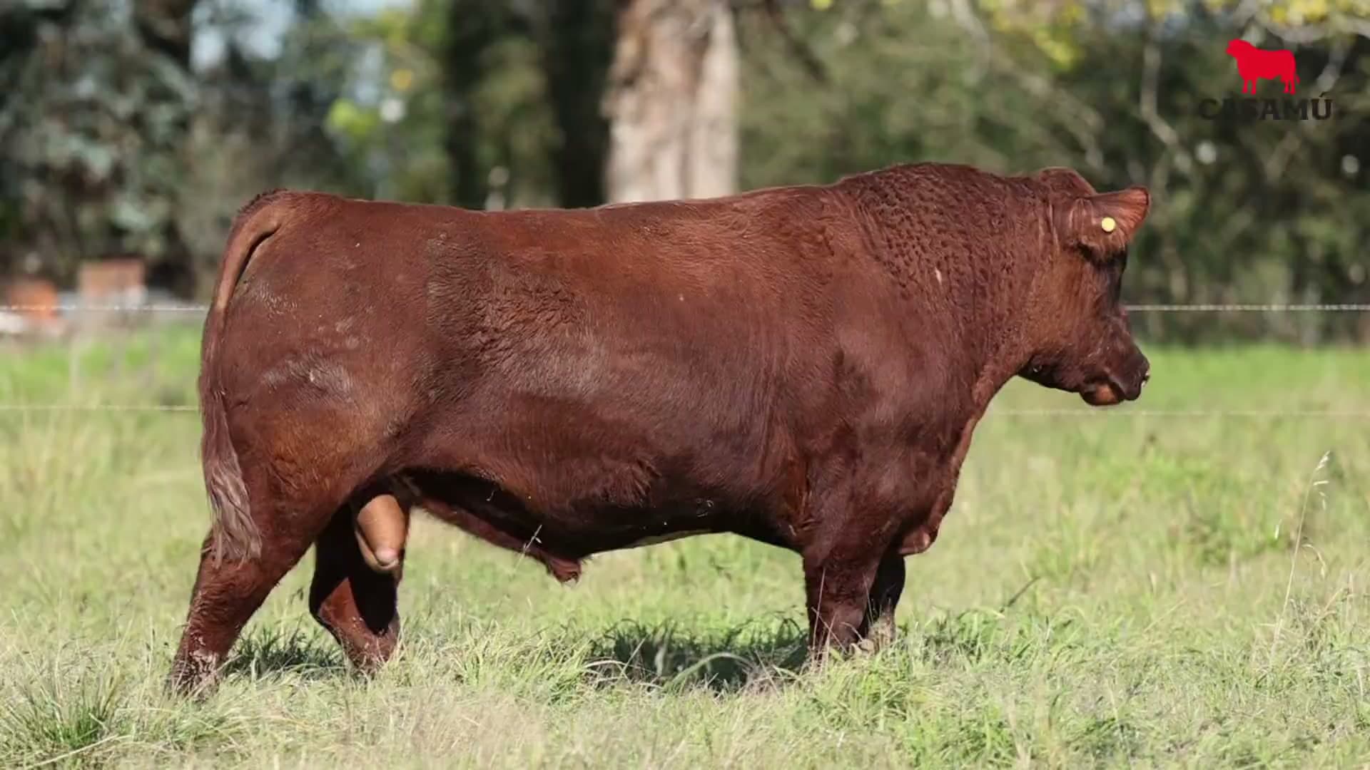 Toro RP 5082 · Lote 8