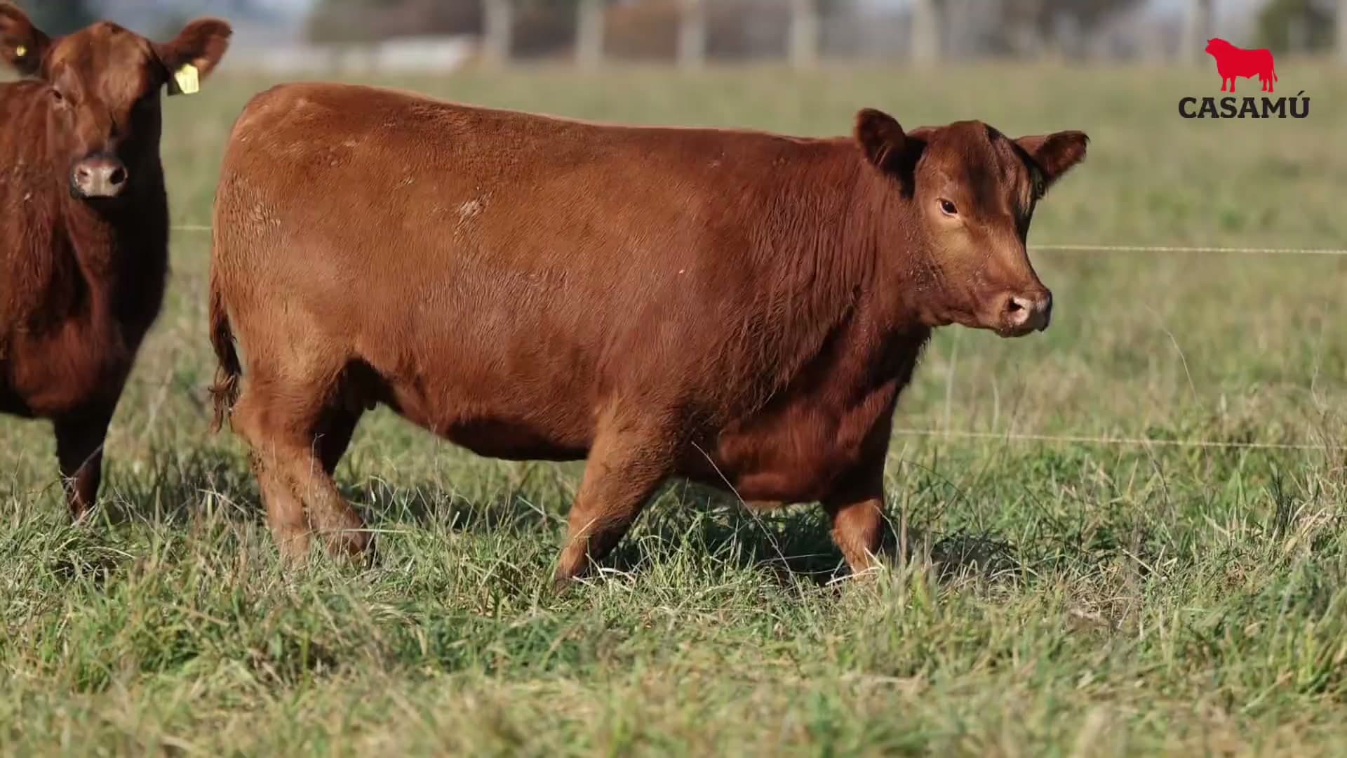 Vaquillona RP 5349 · Lote 49