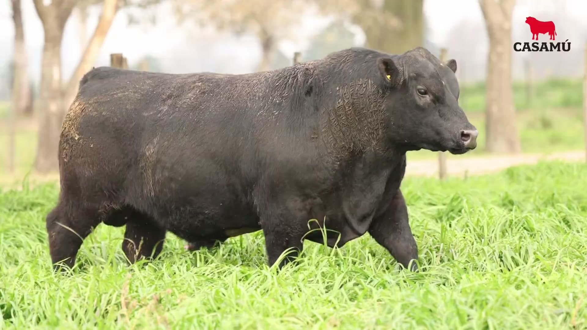 Toro RP 5248 · Lote 32