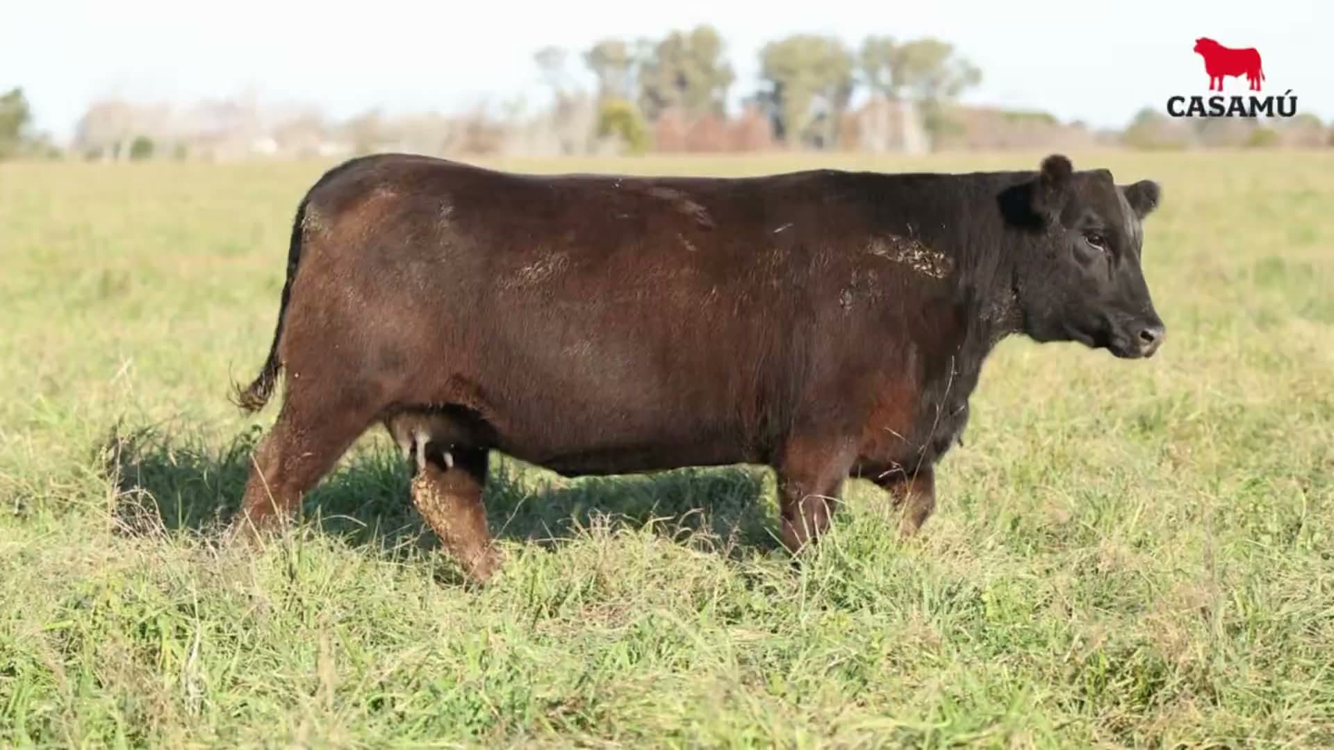 Vaquillona RP 5093 · Lote 56