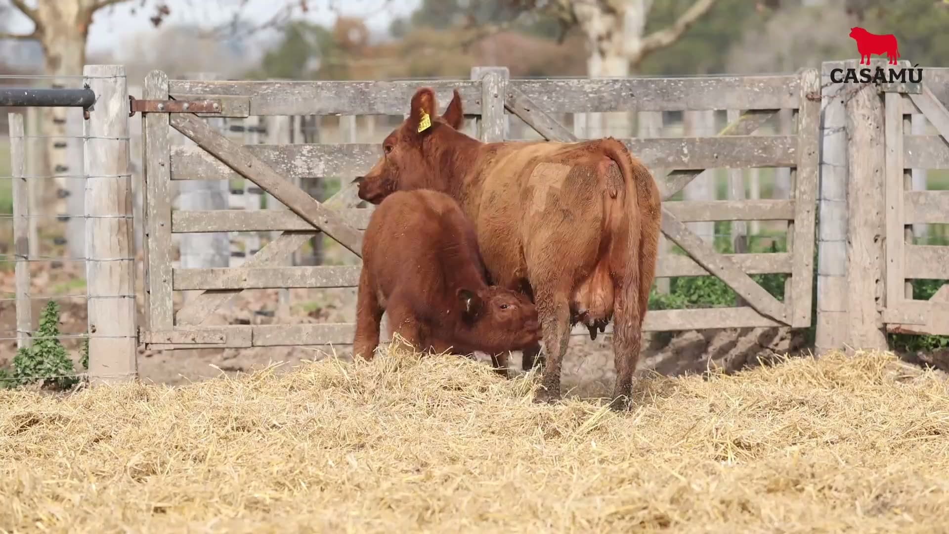 Vaca RP G439 · Lote 67