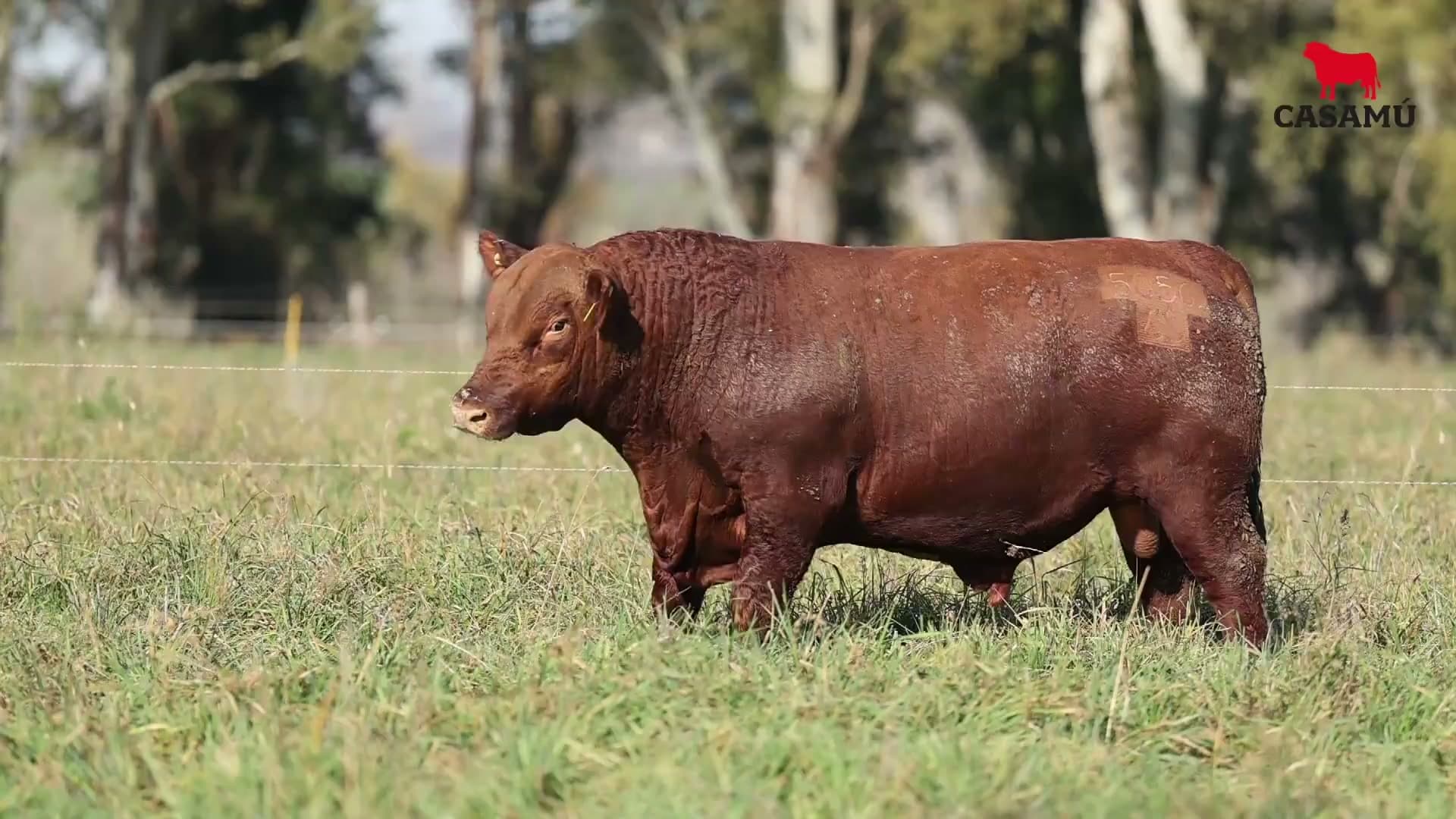 Toro RP 5056 · Lote 3