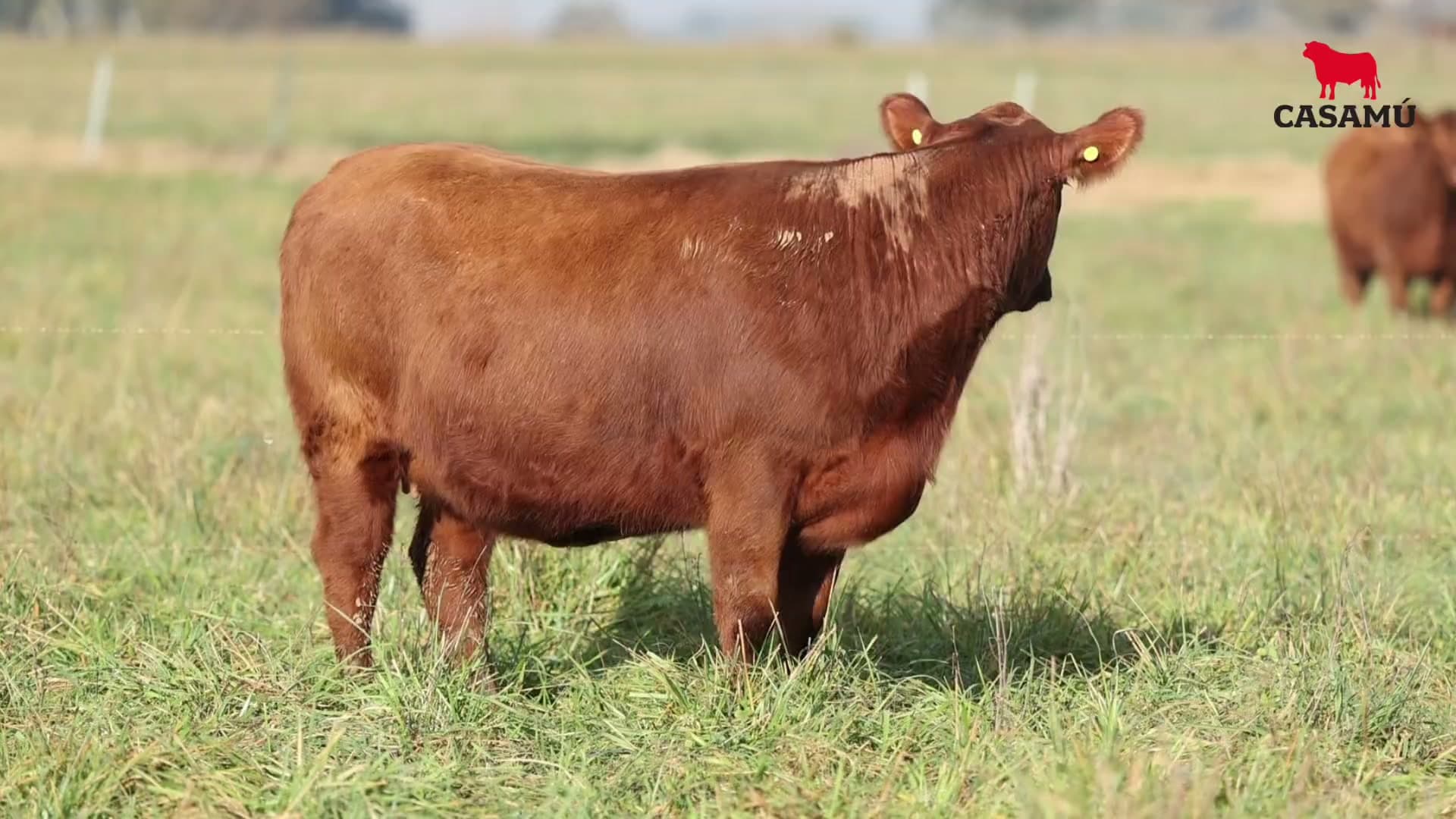 Vaquillona RP 5365 · Lote 52