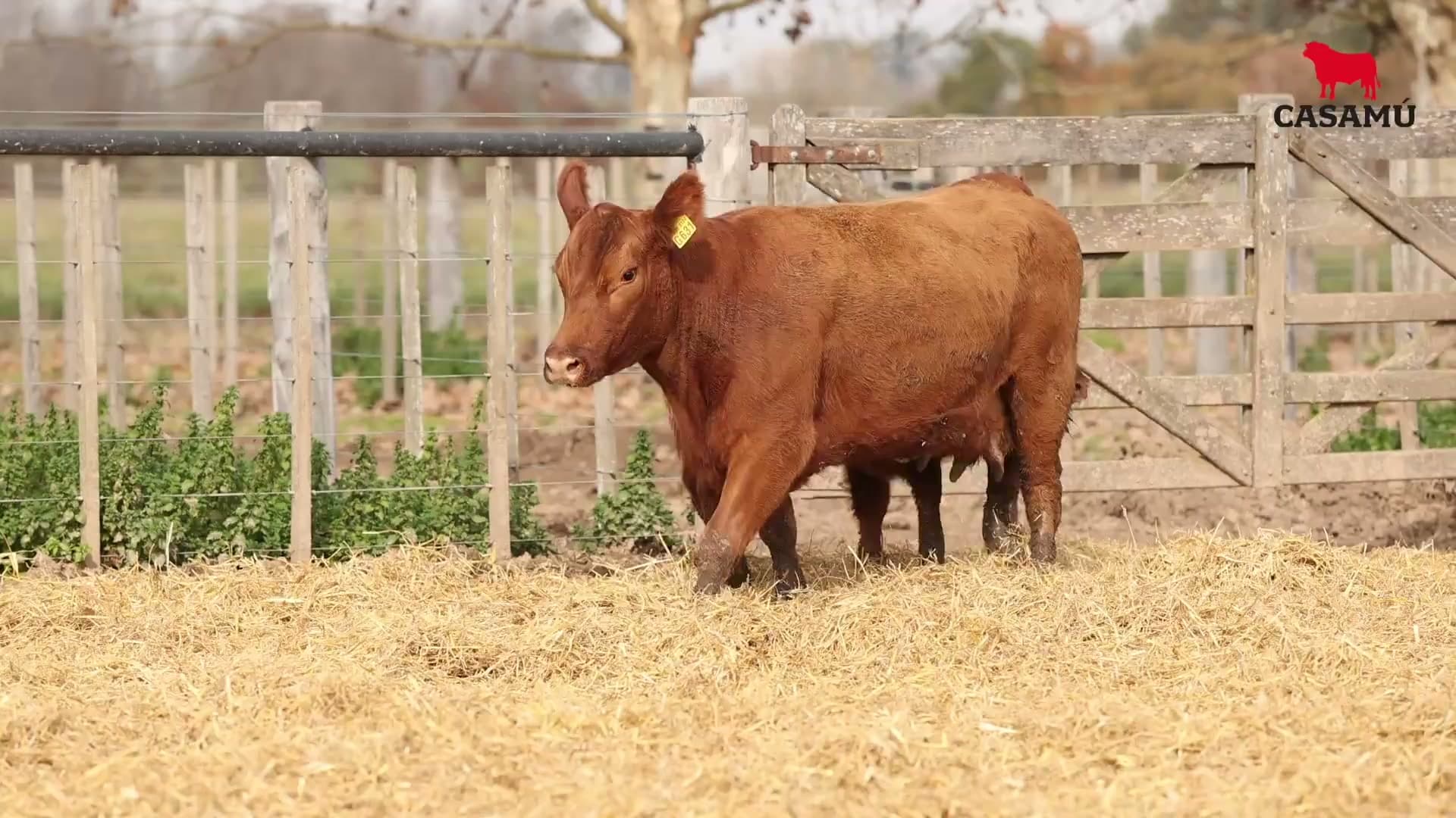 Vaca RP G631 · Lote 64