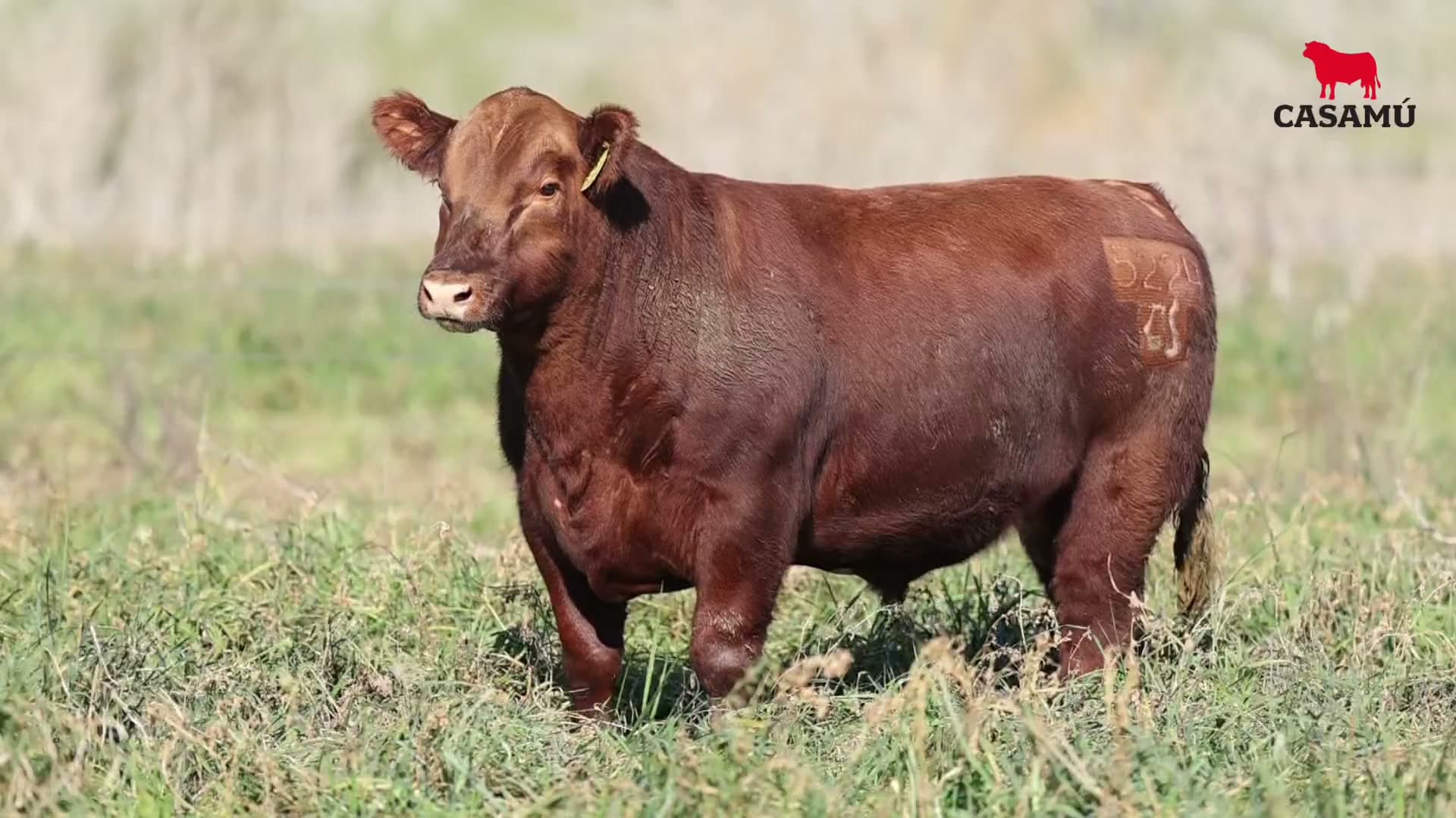 Toro RP 5224 · Lote 40