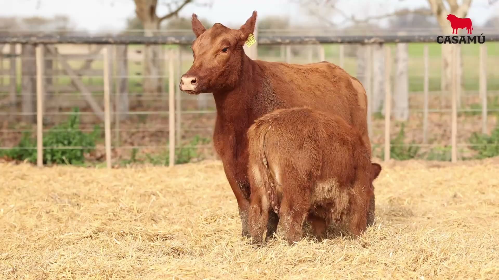 Vaca RP G919 · Lote 70