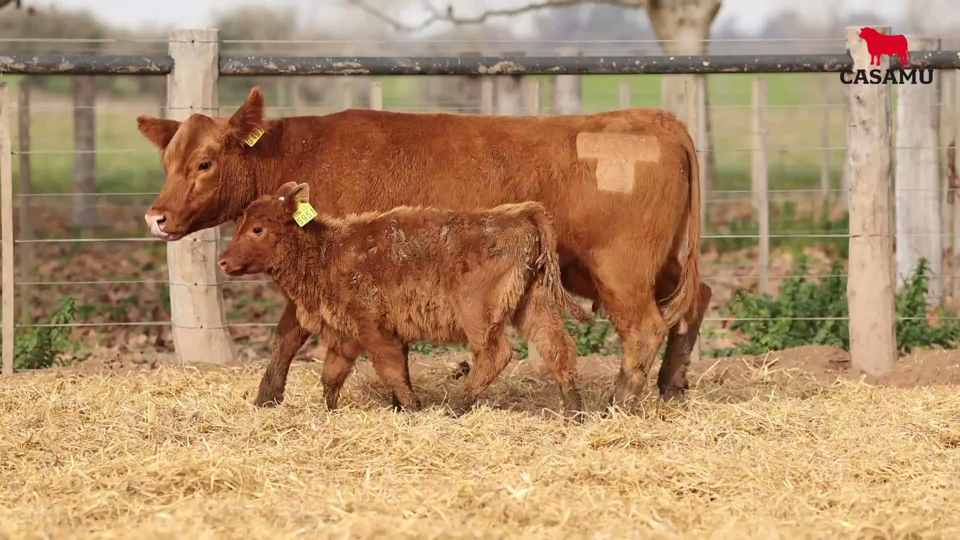 Vaca RP G491 · Lote 72