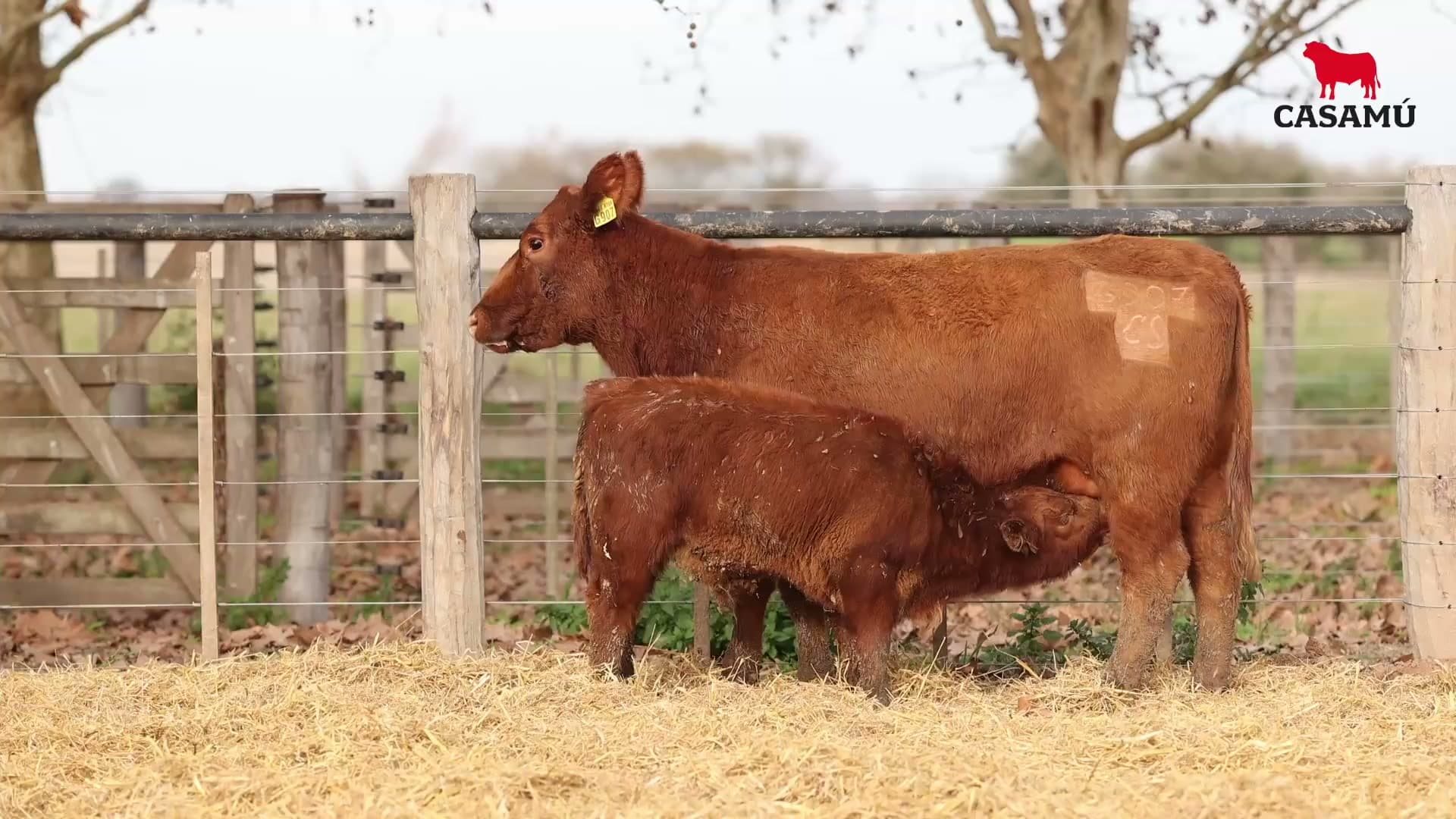 Vaca RP G907 · Lote 71