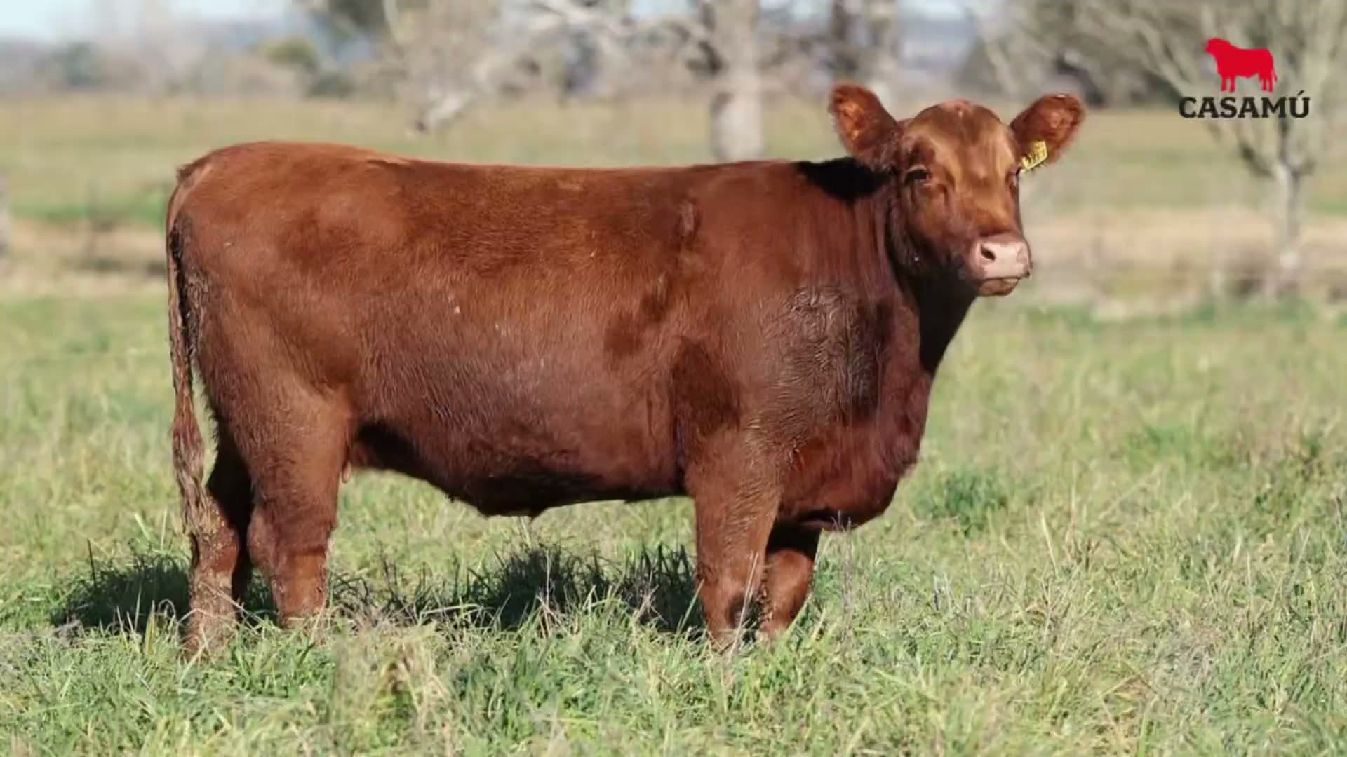 Vaquillona RP 5201 · Lote 60