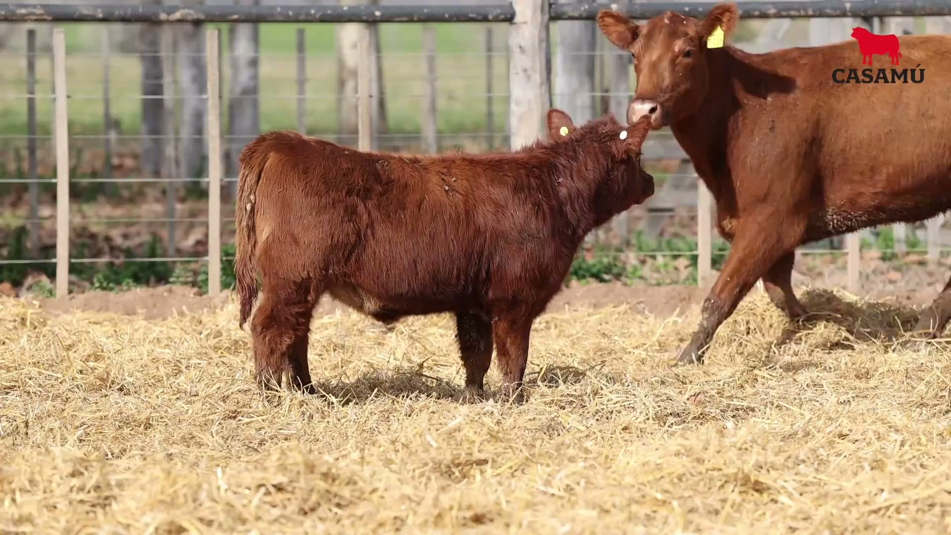 Vaca RP F731 · Lote 70