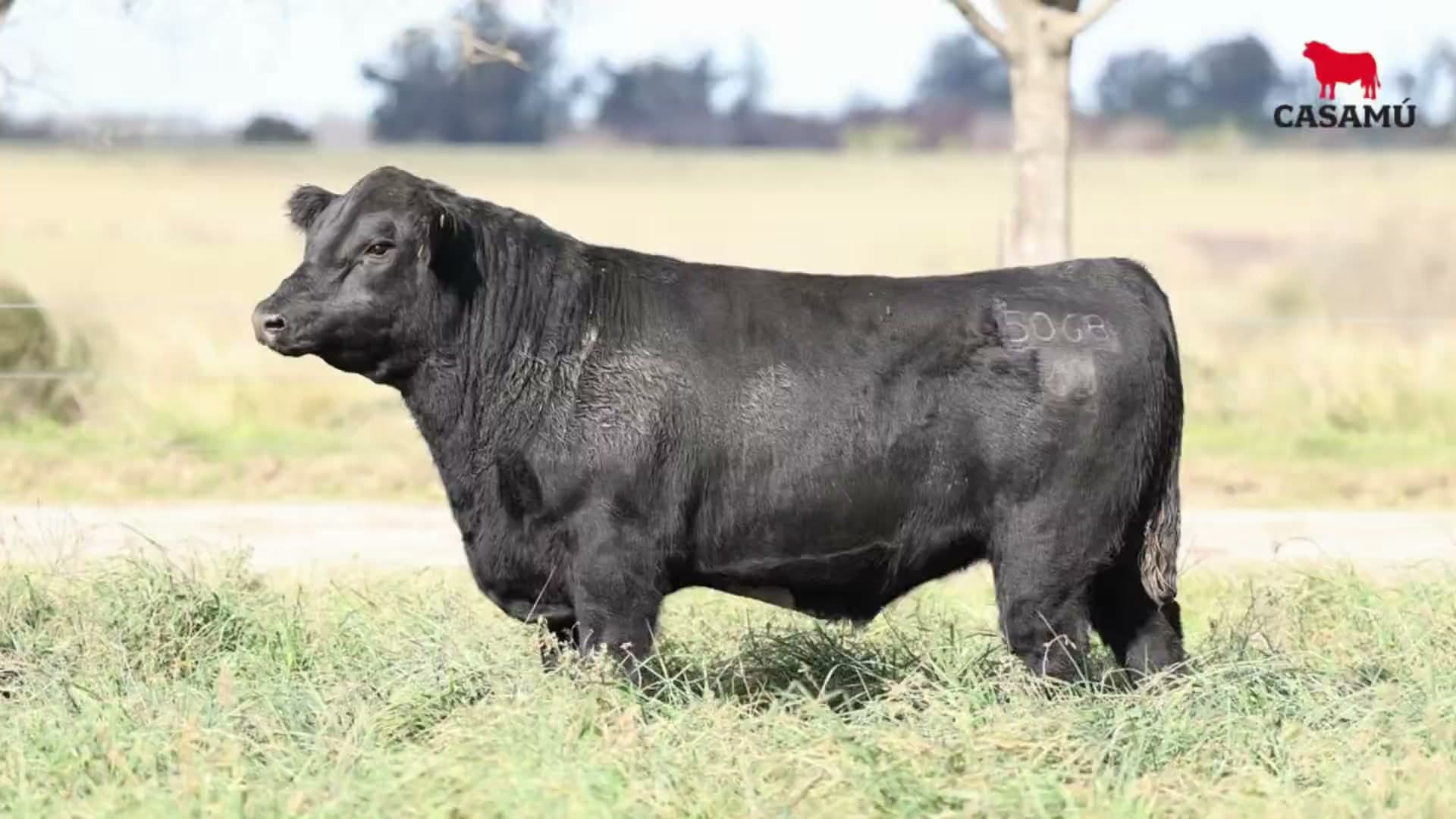 Toro RP 5068 · Lote 33