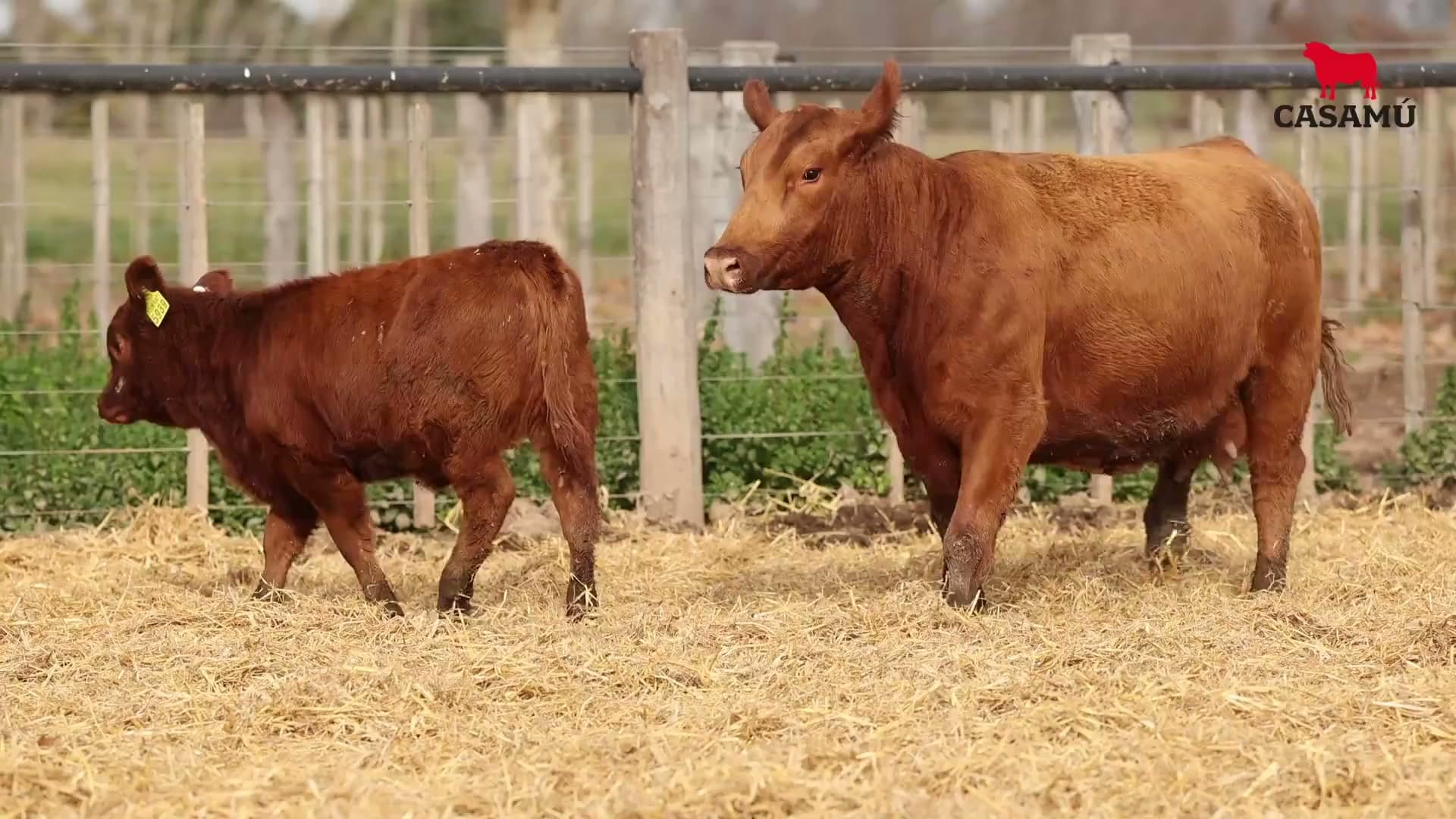 Vaca RP E871 · Lote 62
