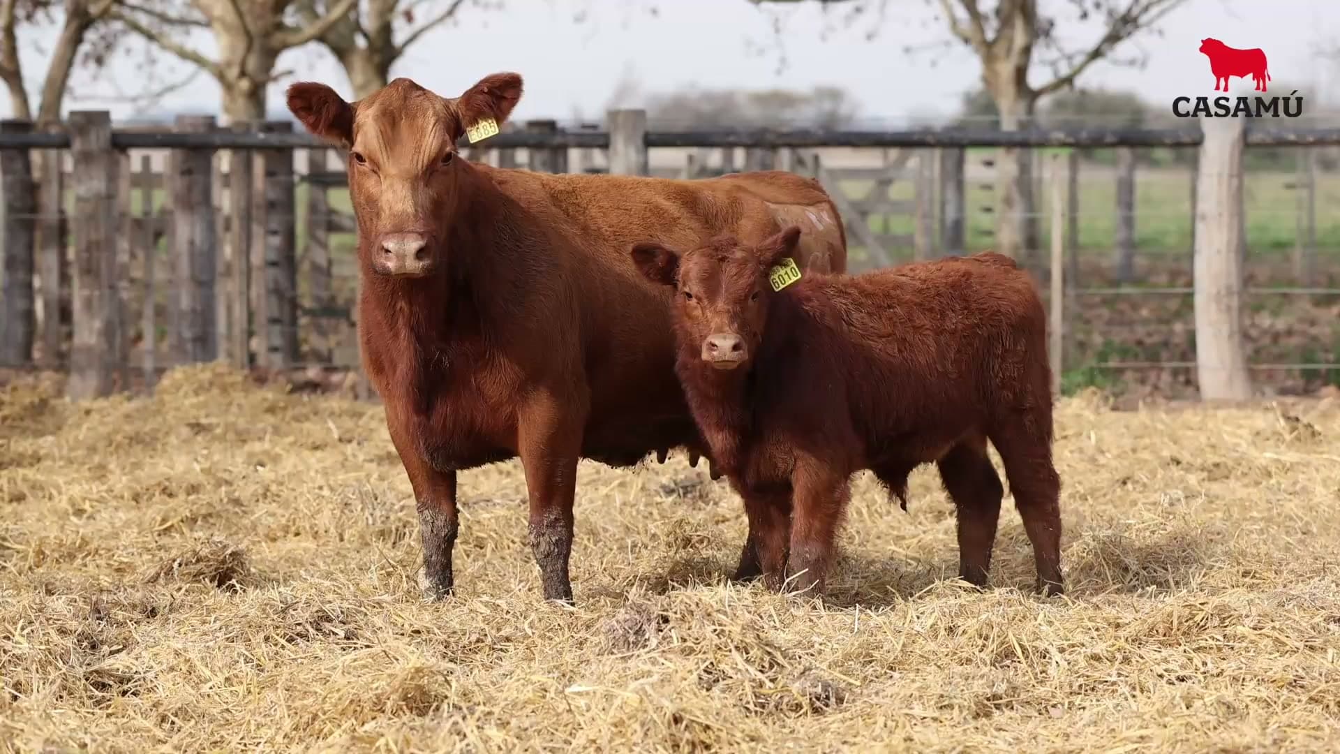 Vaca RP E885 · Lote 72