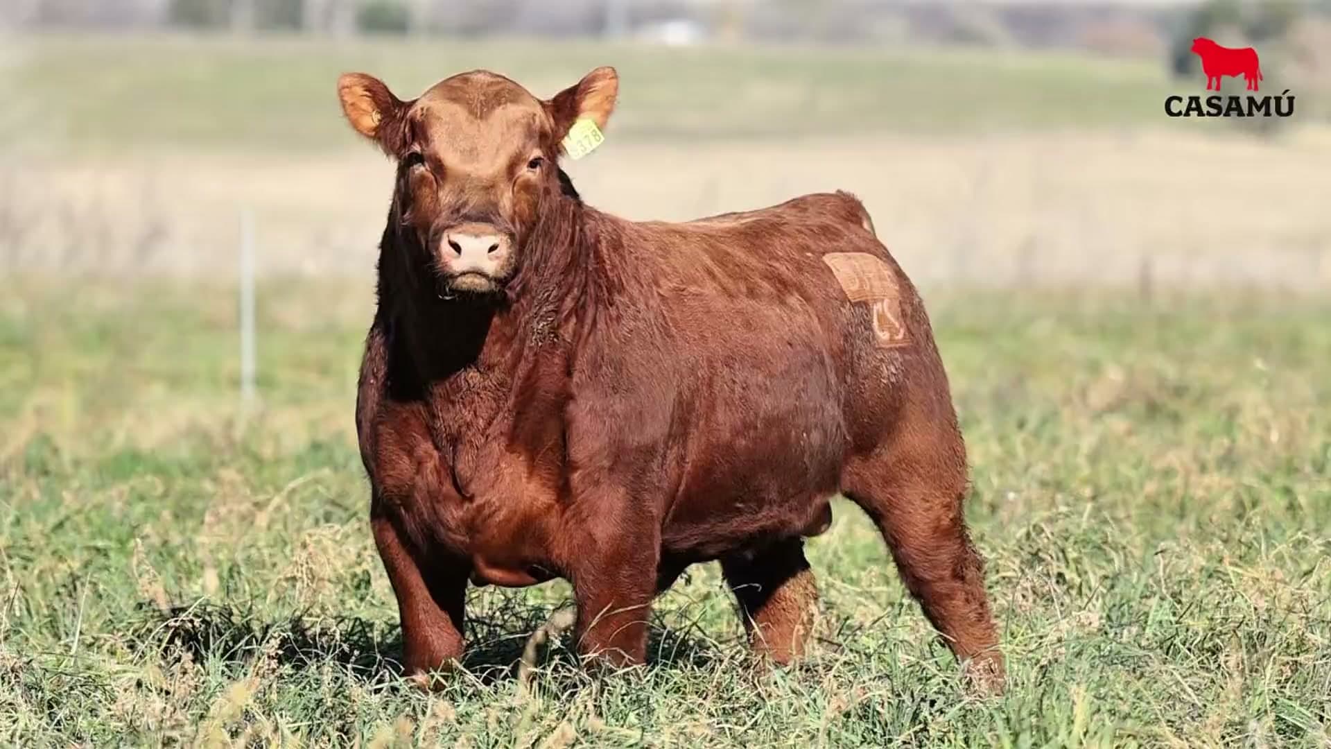 Toro RP 5378 · Lote 42