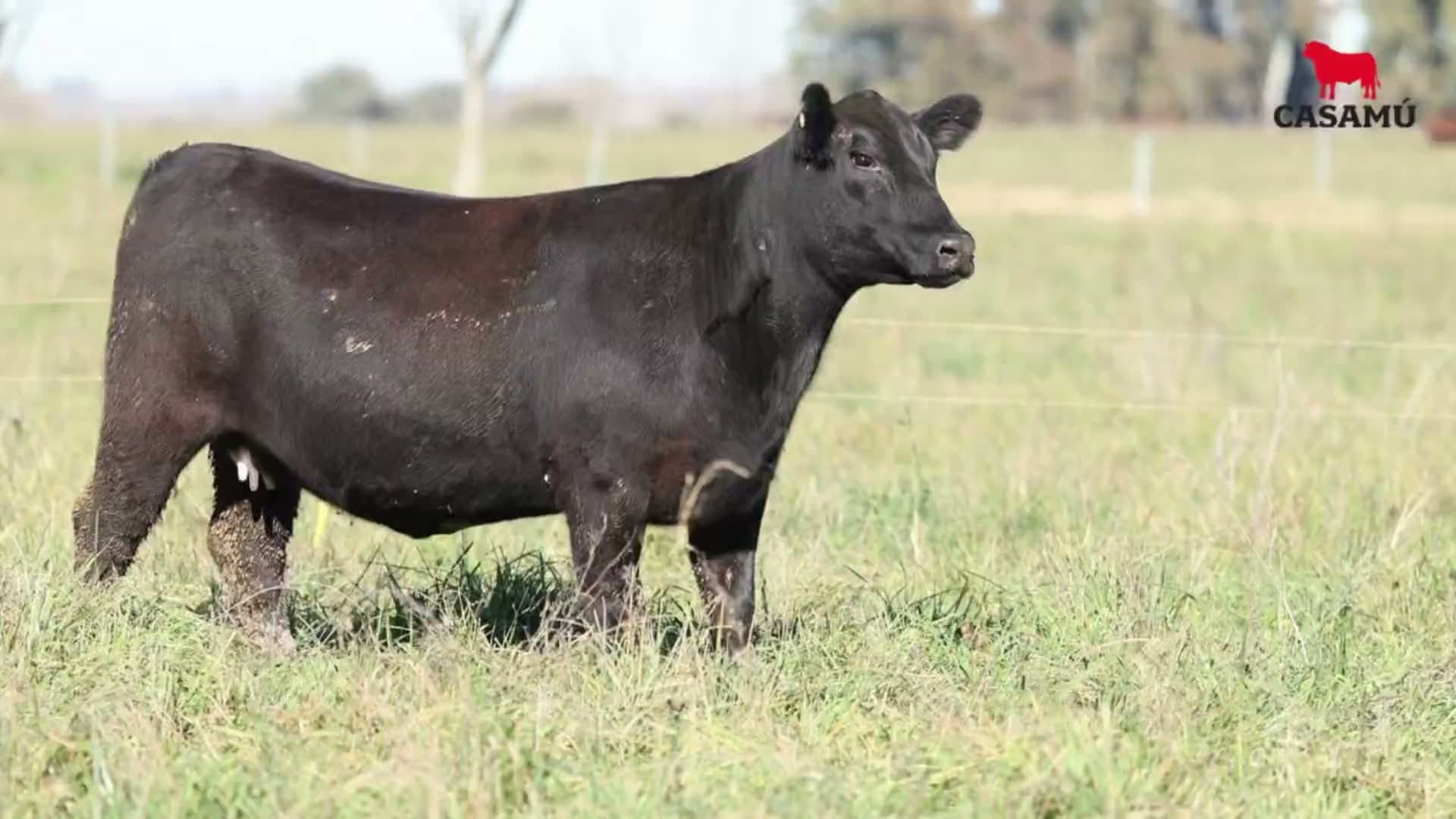 Vaquillona RP 05077 · Lote 56