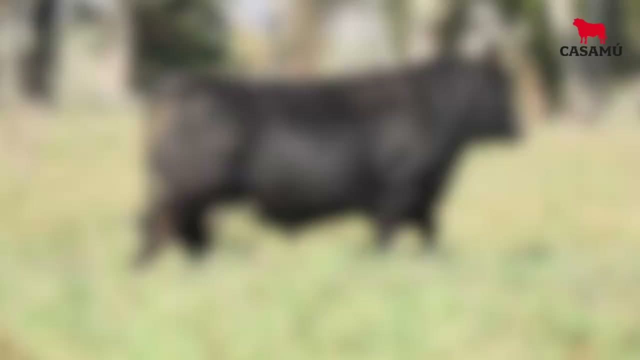 Toro RP 5470 · Lote 37