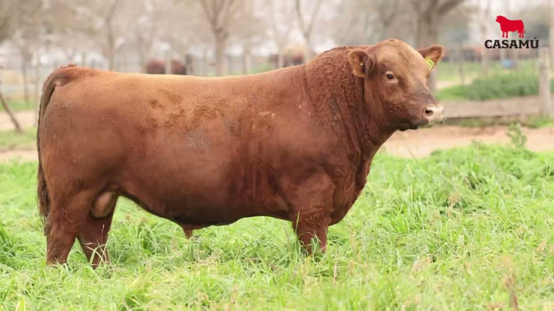 Toro RP 5088 · Lote 16
