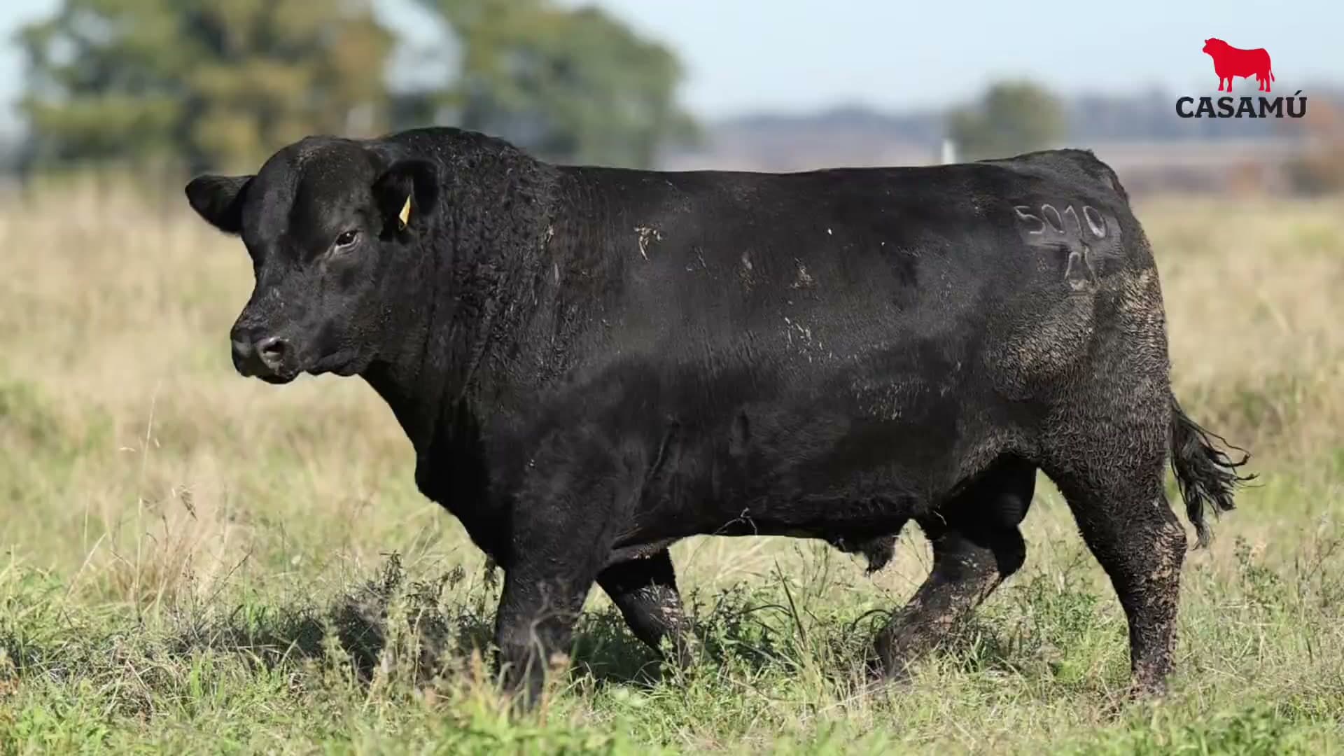 Toro RP 5010 · Lote 32