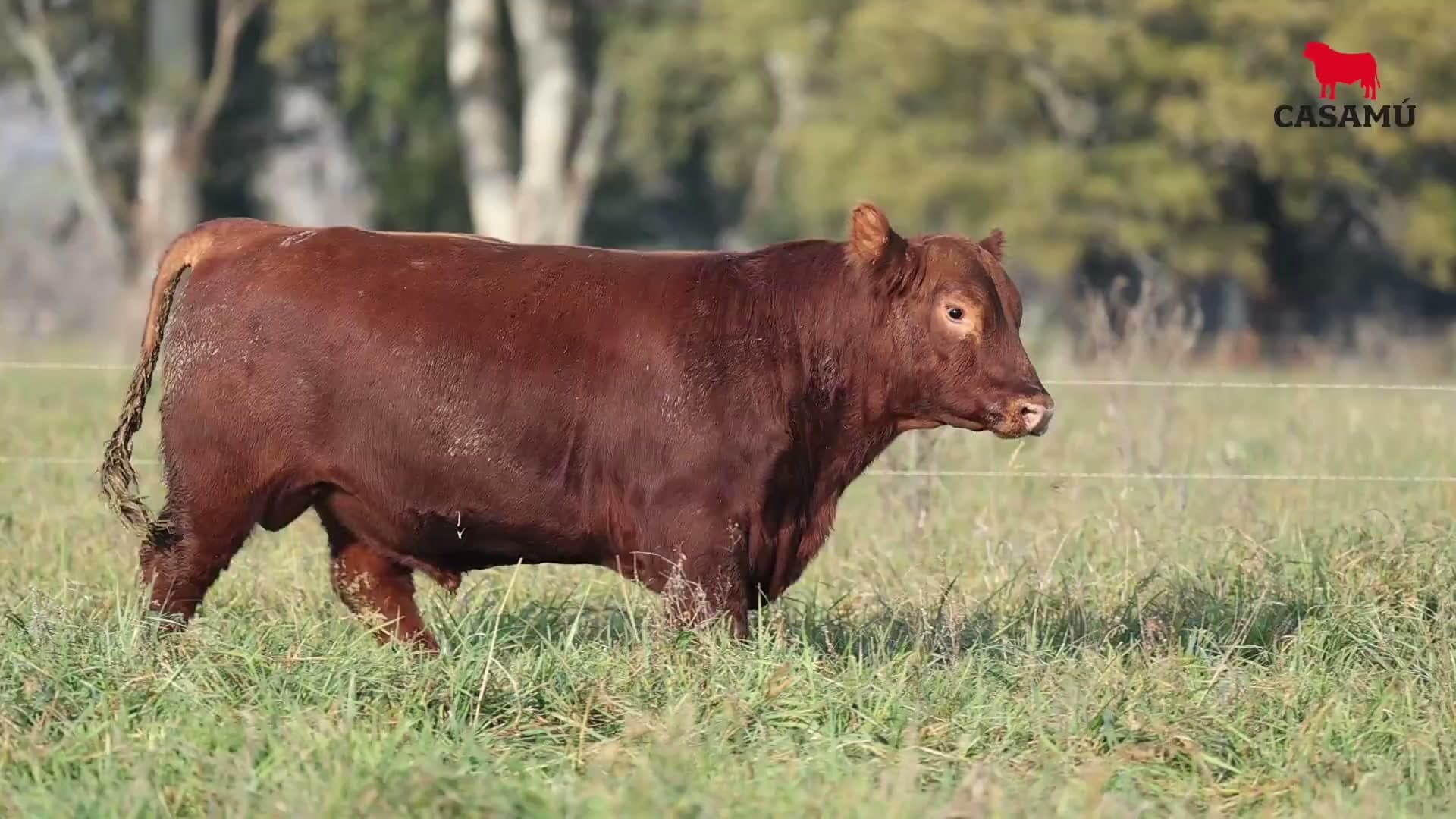 Toro RP 5308 · Lote 19