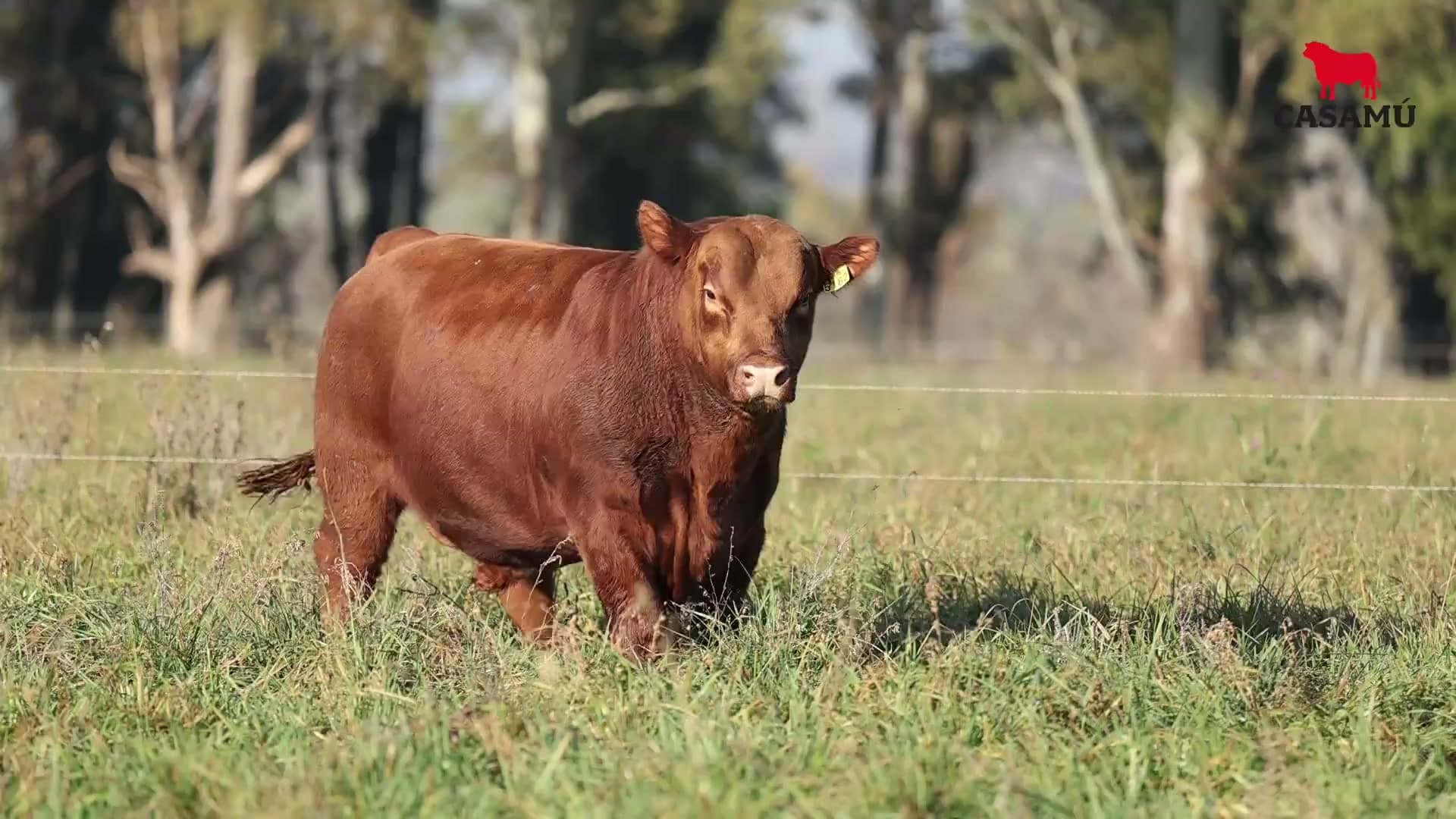 Toro RP 5162 · Lote 7