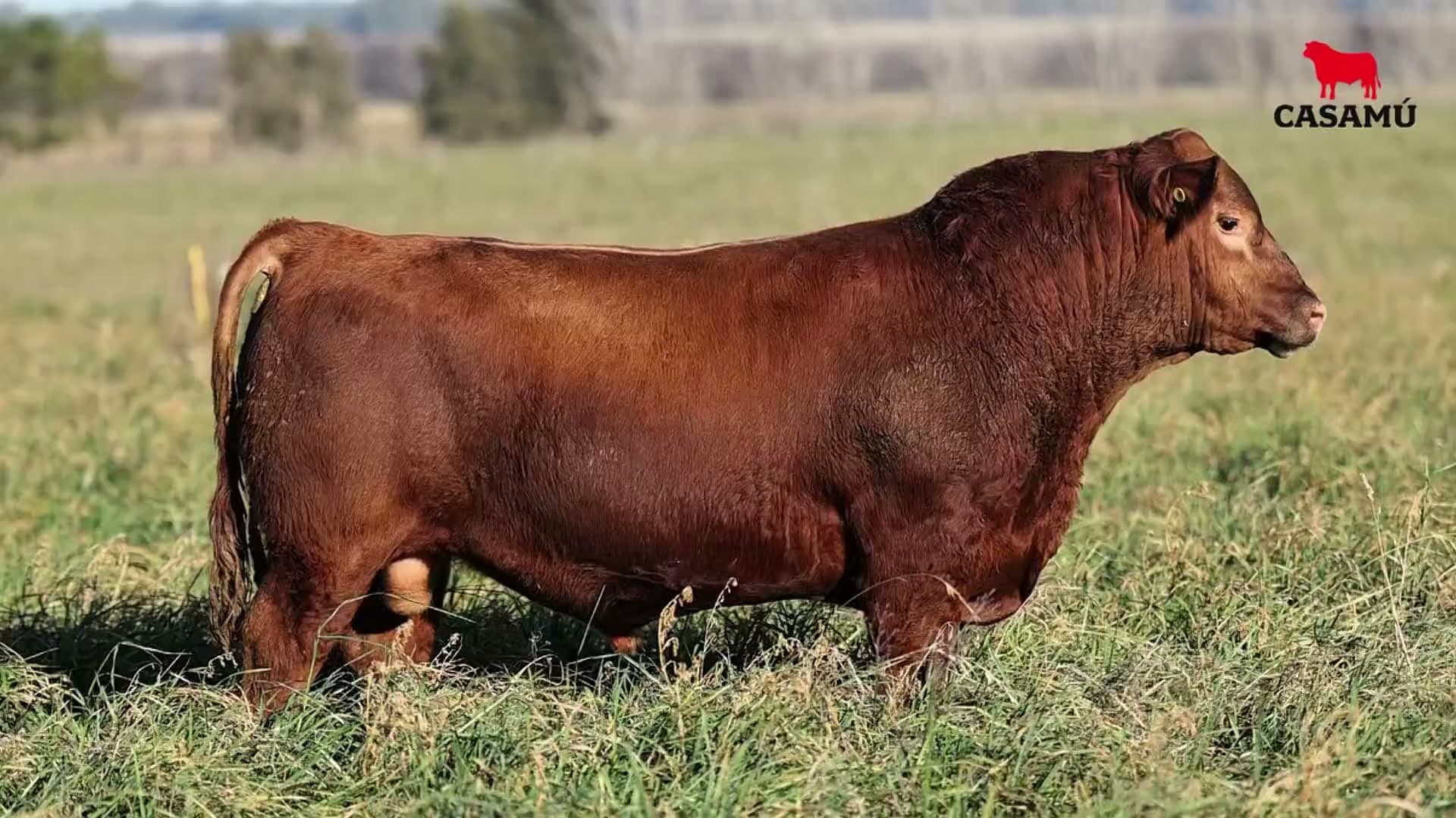 Toro RP 5346 · Lote 10
