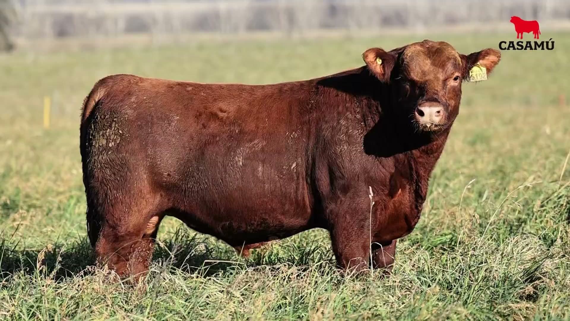 Toro RP 5192 · Lote 23