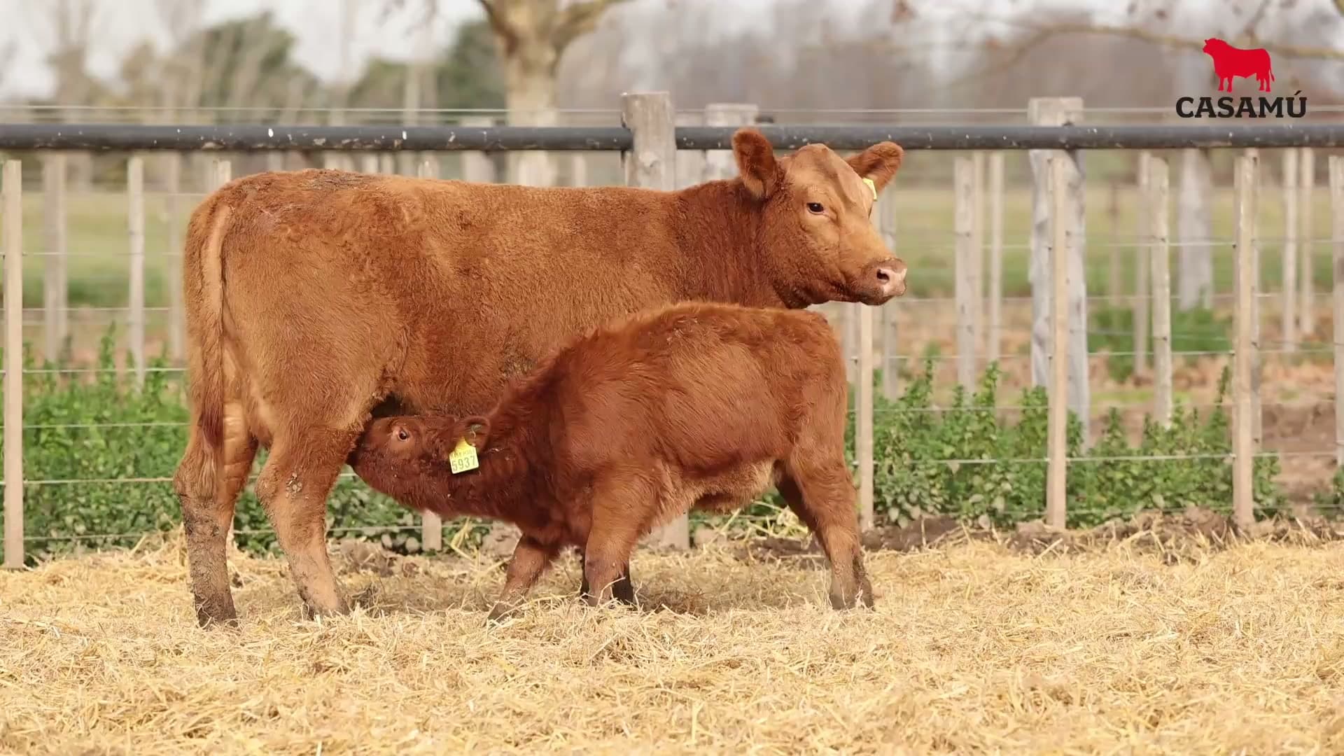 Vaca RP H301 · Lote 73