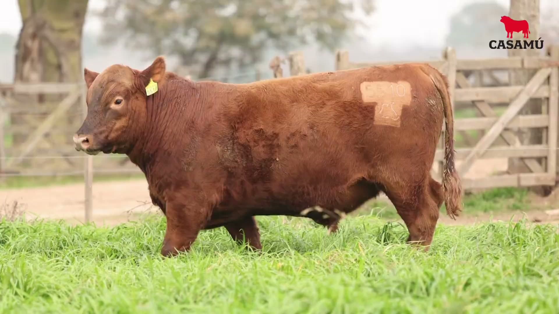 Toro RP 5510 · Lote 25