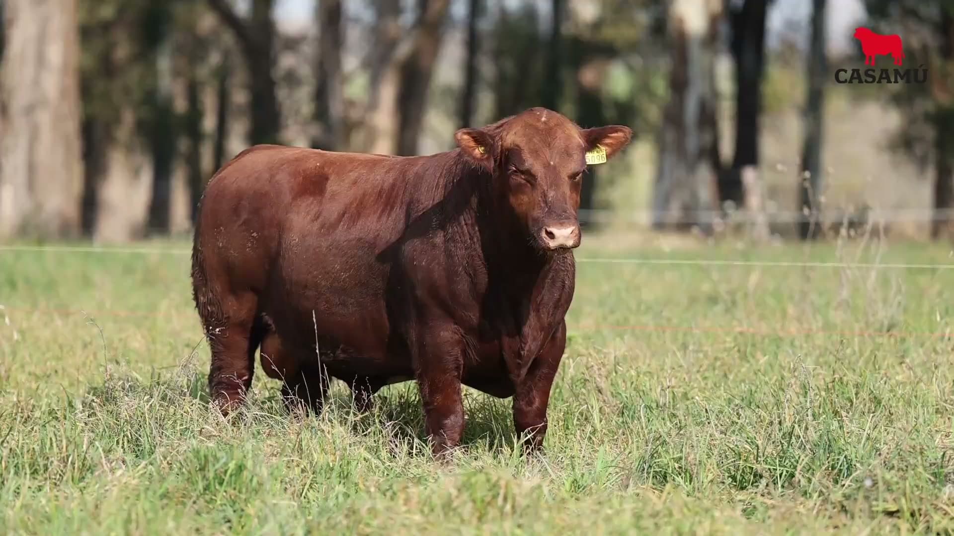 Toro RP 5096 · Lote 7