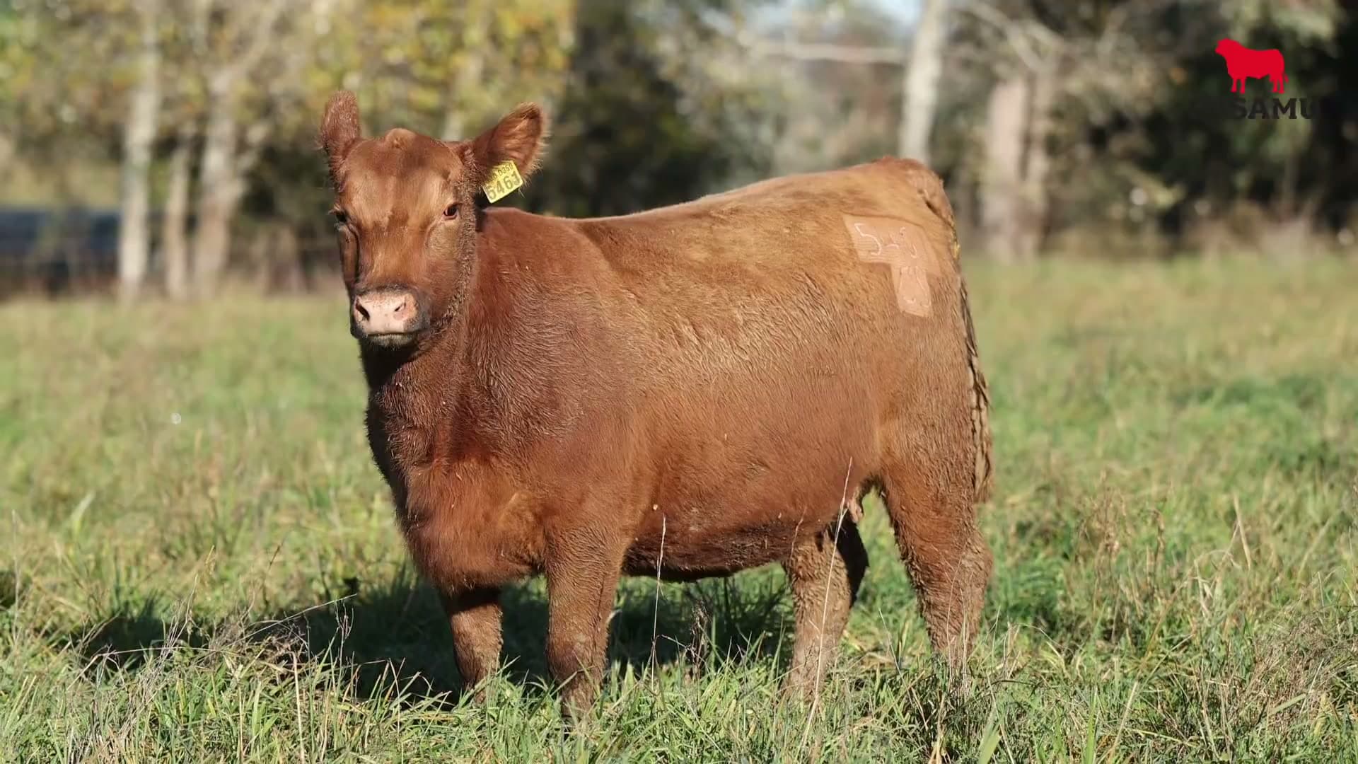Vaquillona RP 5461 · Lote 52