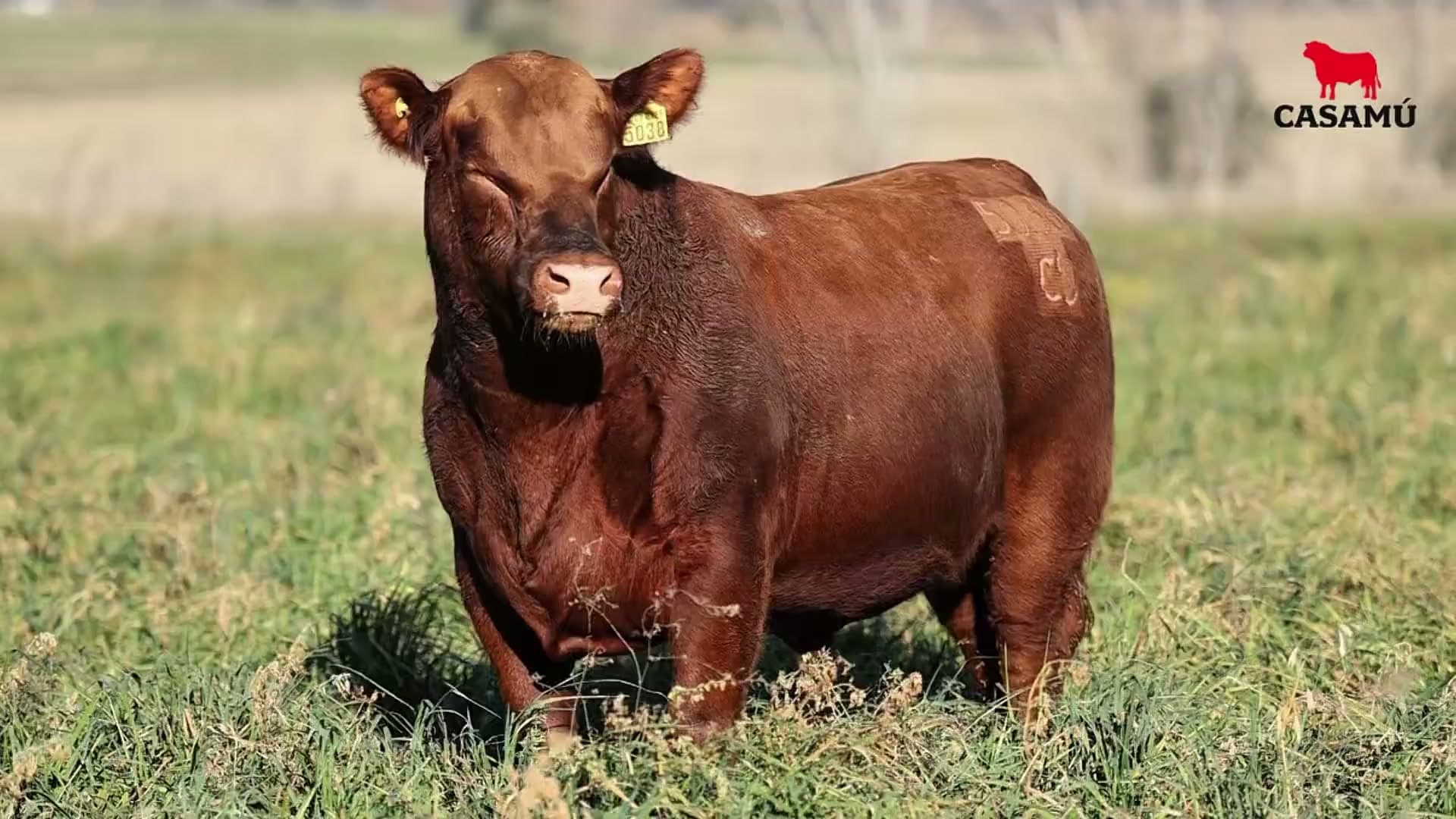 Toro RP 5038 · Lote 43