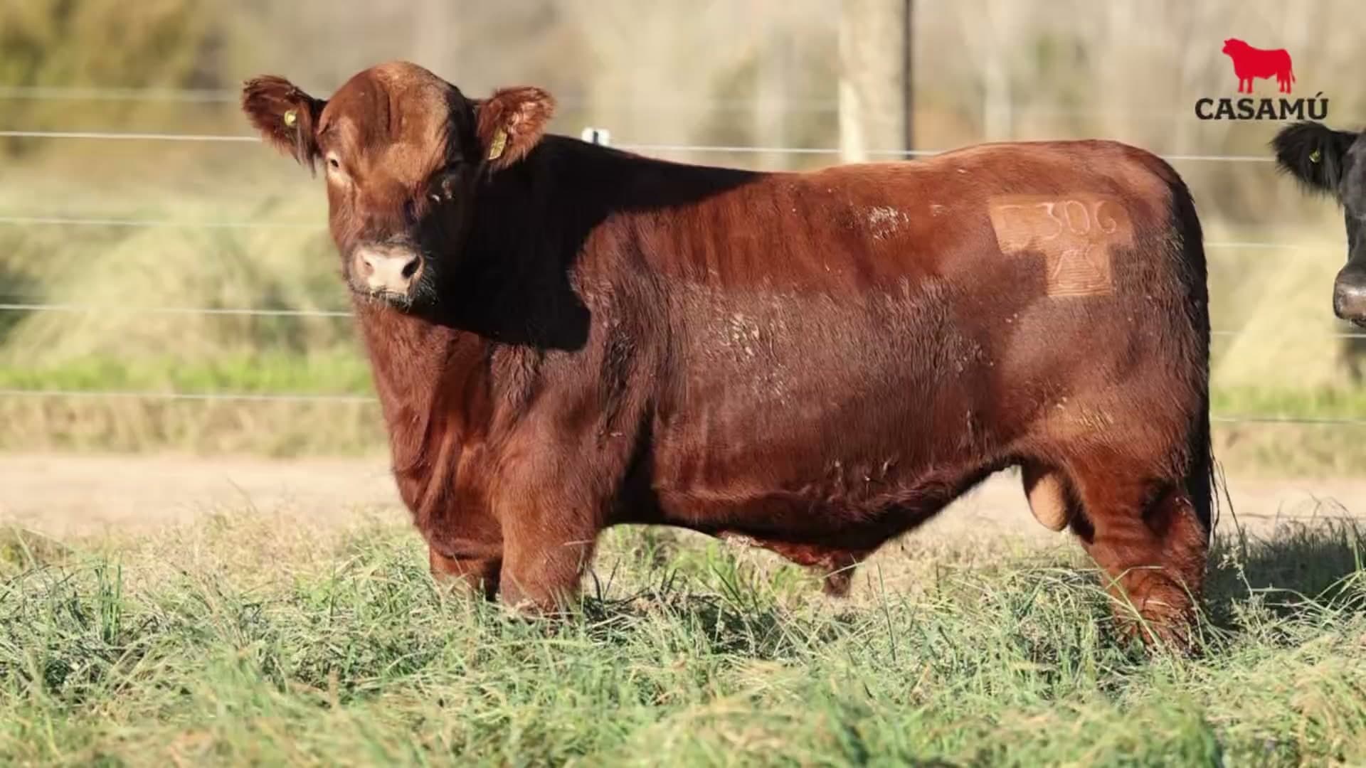 Toro RP 5306 · Lote 11