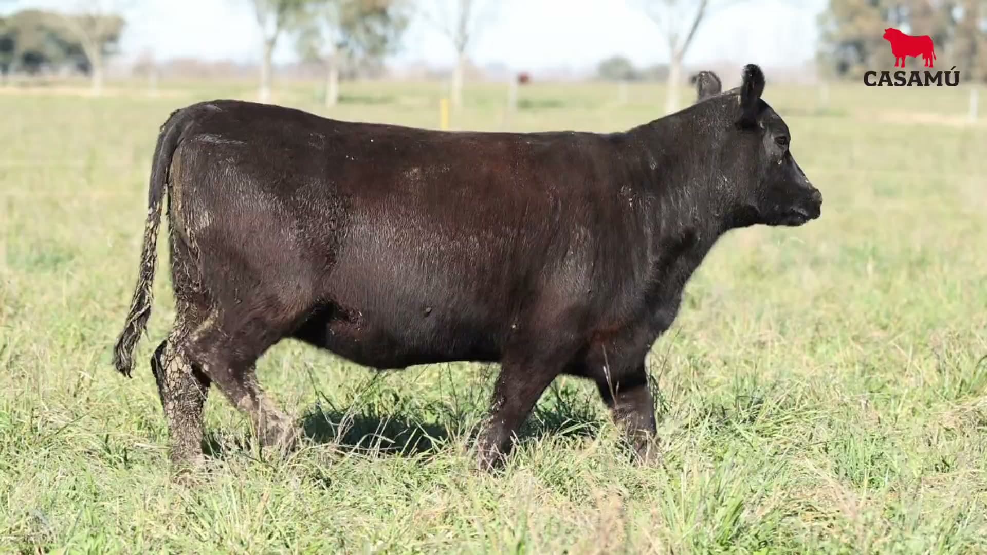 Vaquillona RP 5353 · Lote 61