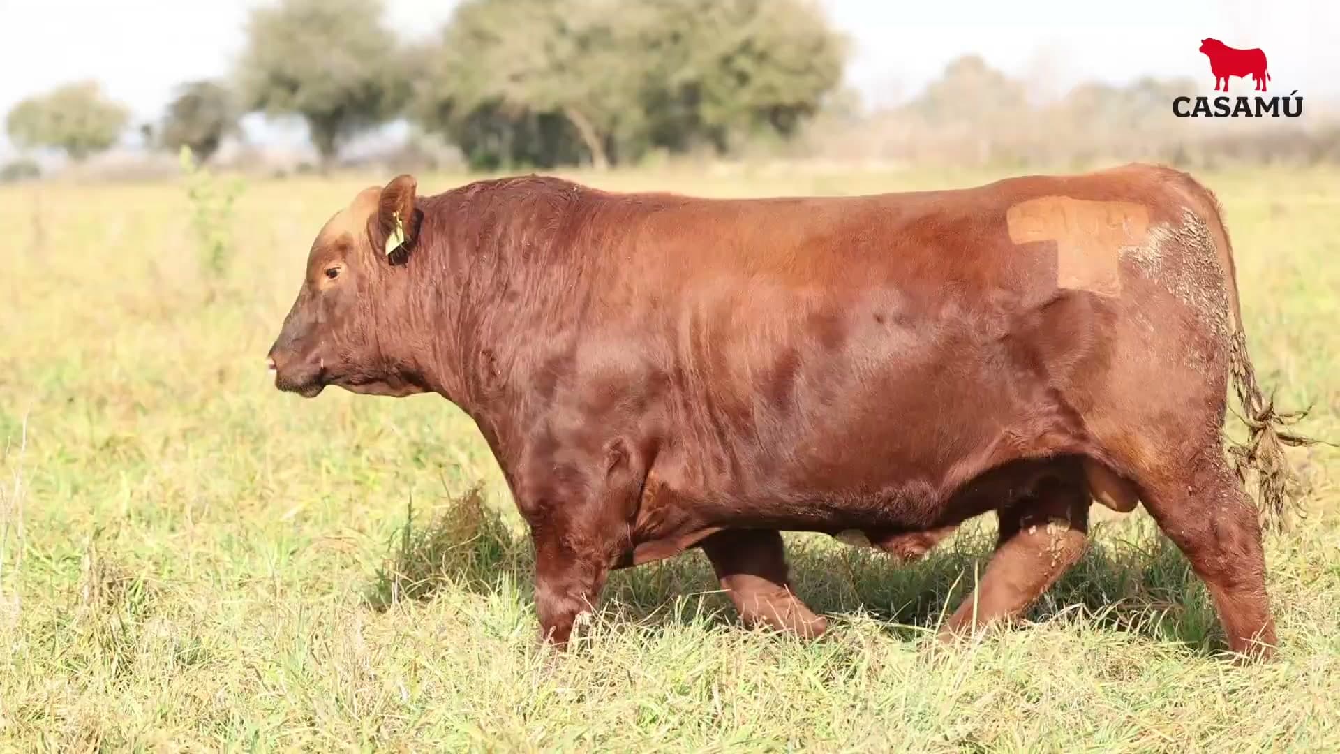 Toro RP 5104 · Lote 4