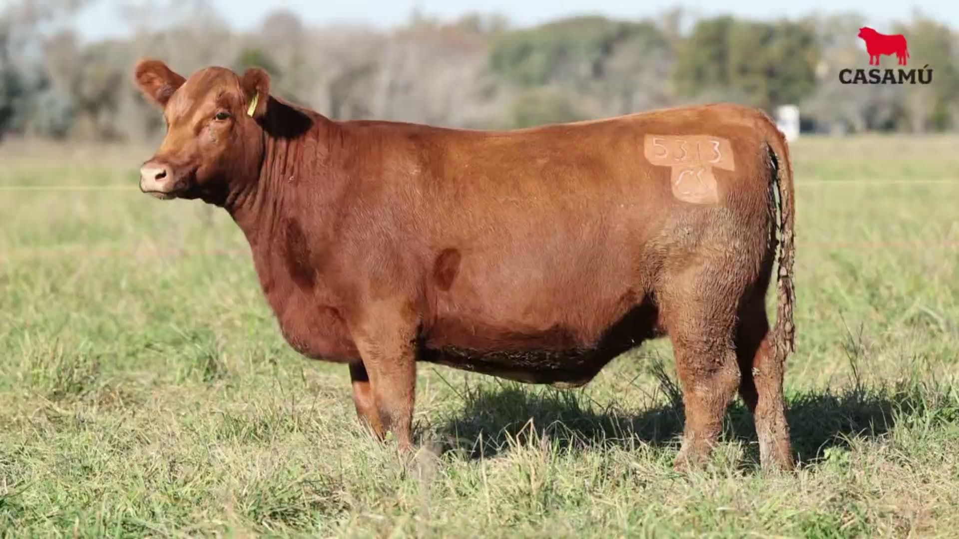 Vaquillona RP 5313 · Lote 54