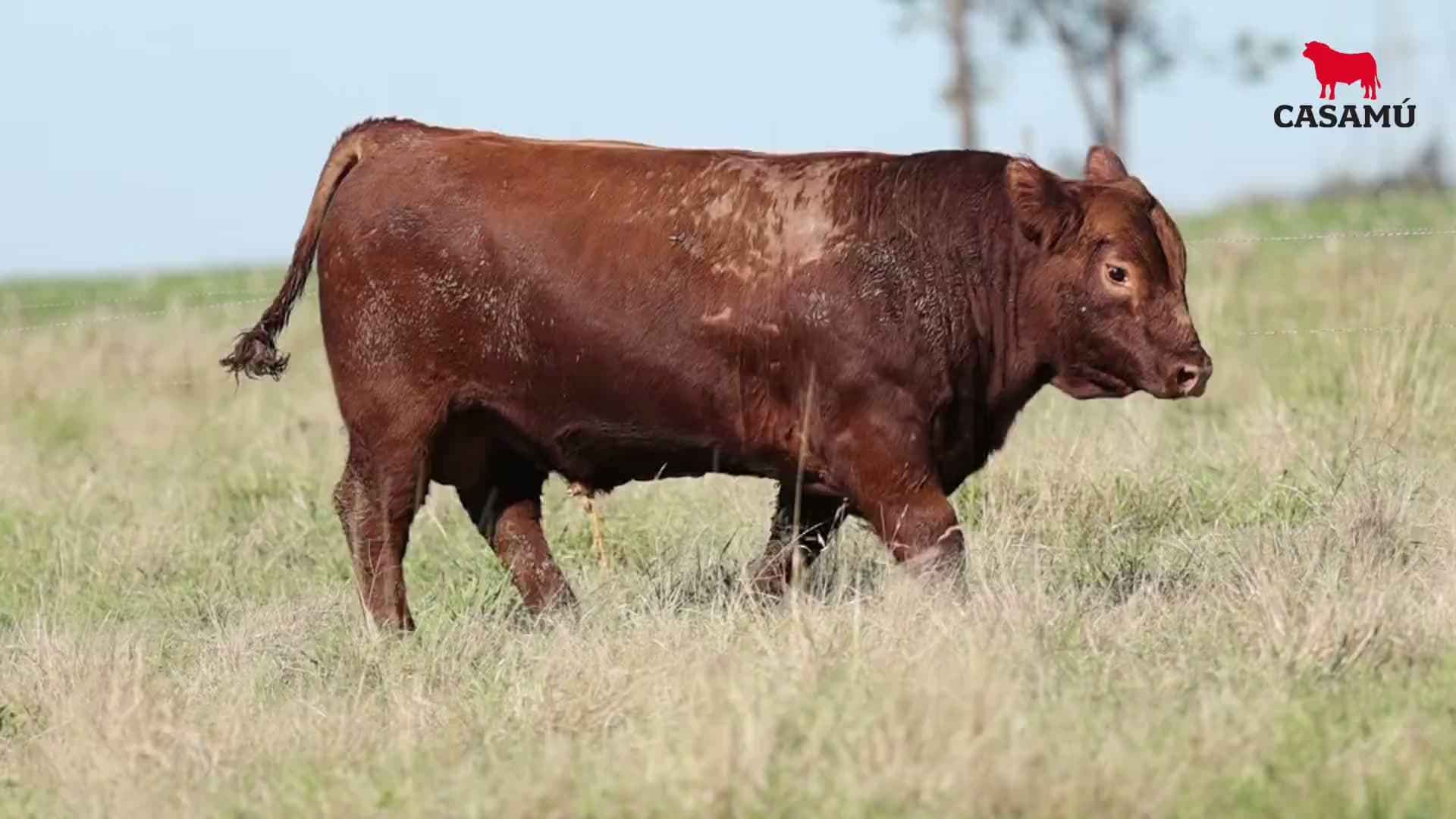 Toro RP 5256 · Lote 25
