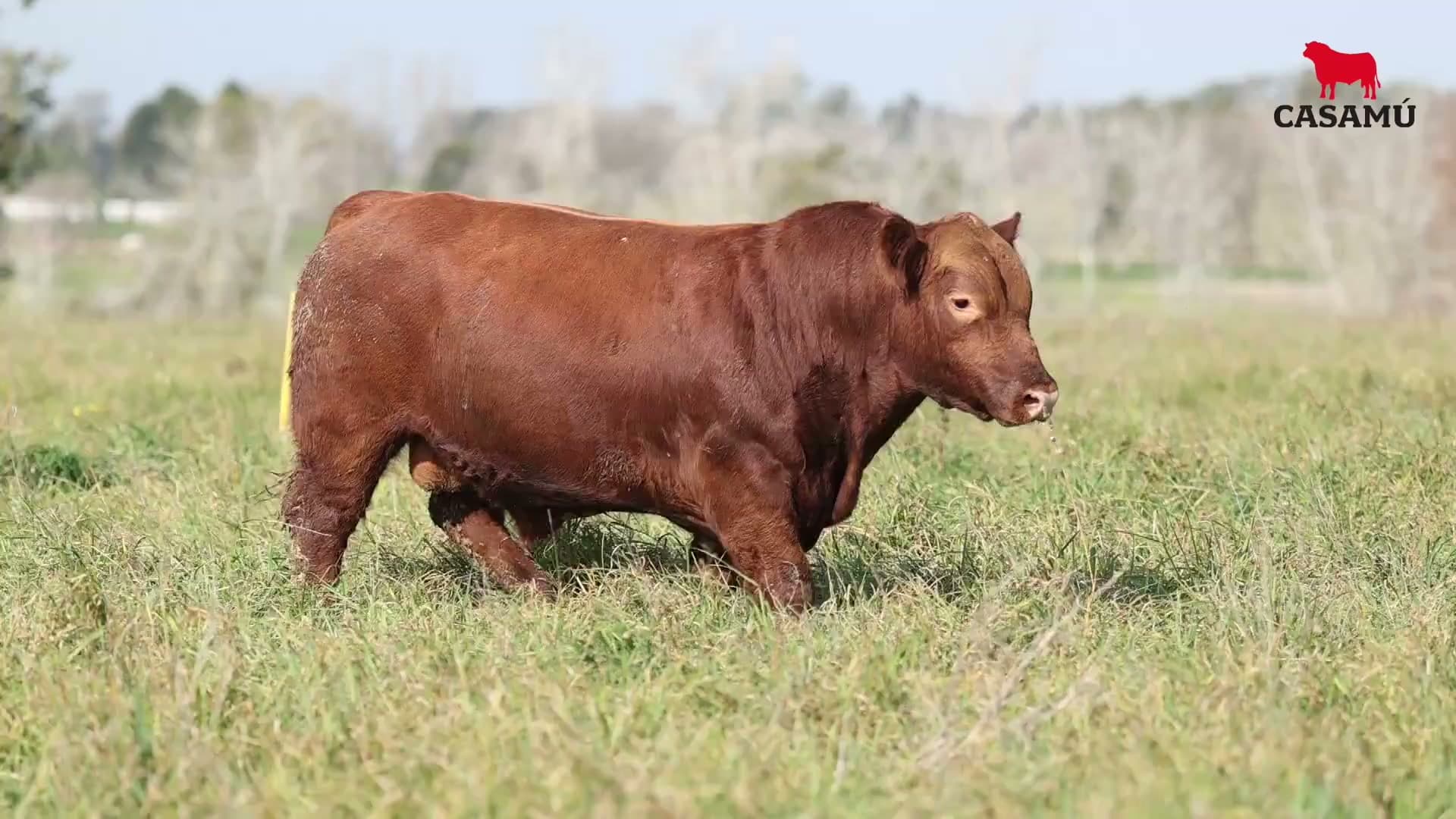 Toro RP 5368 · Lote 38