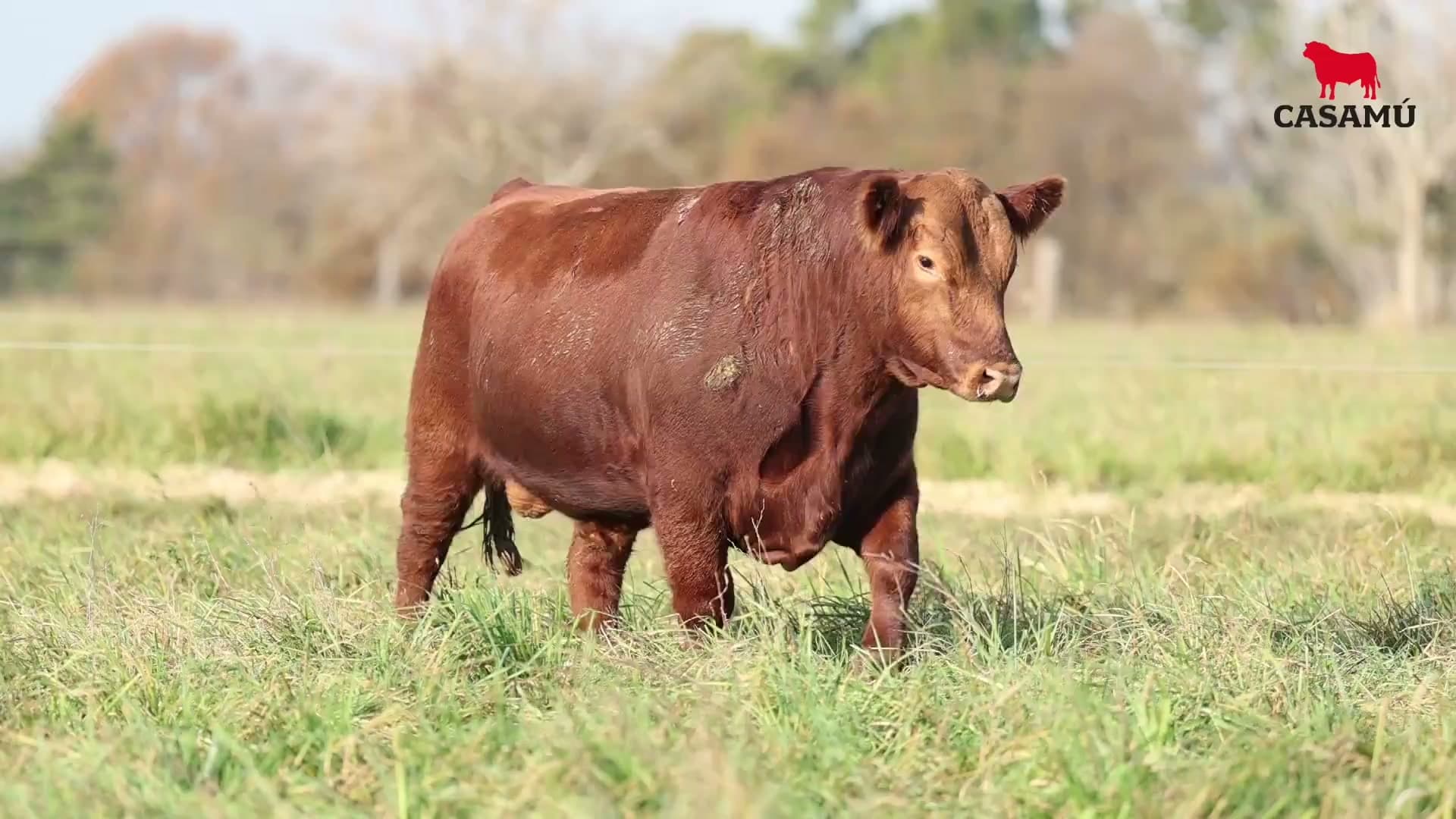 Toro RP 5290 · Lote 27