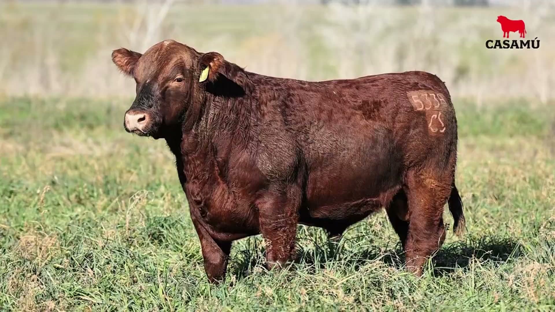 Toro RP 5338 · Lote 45