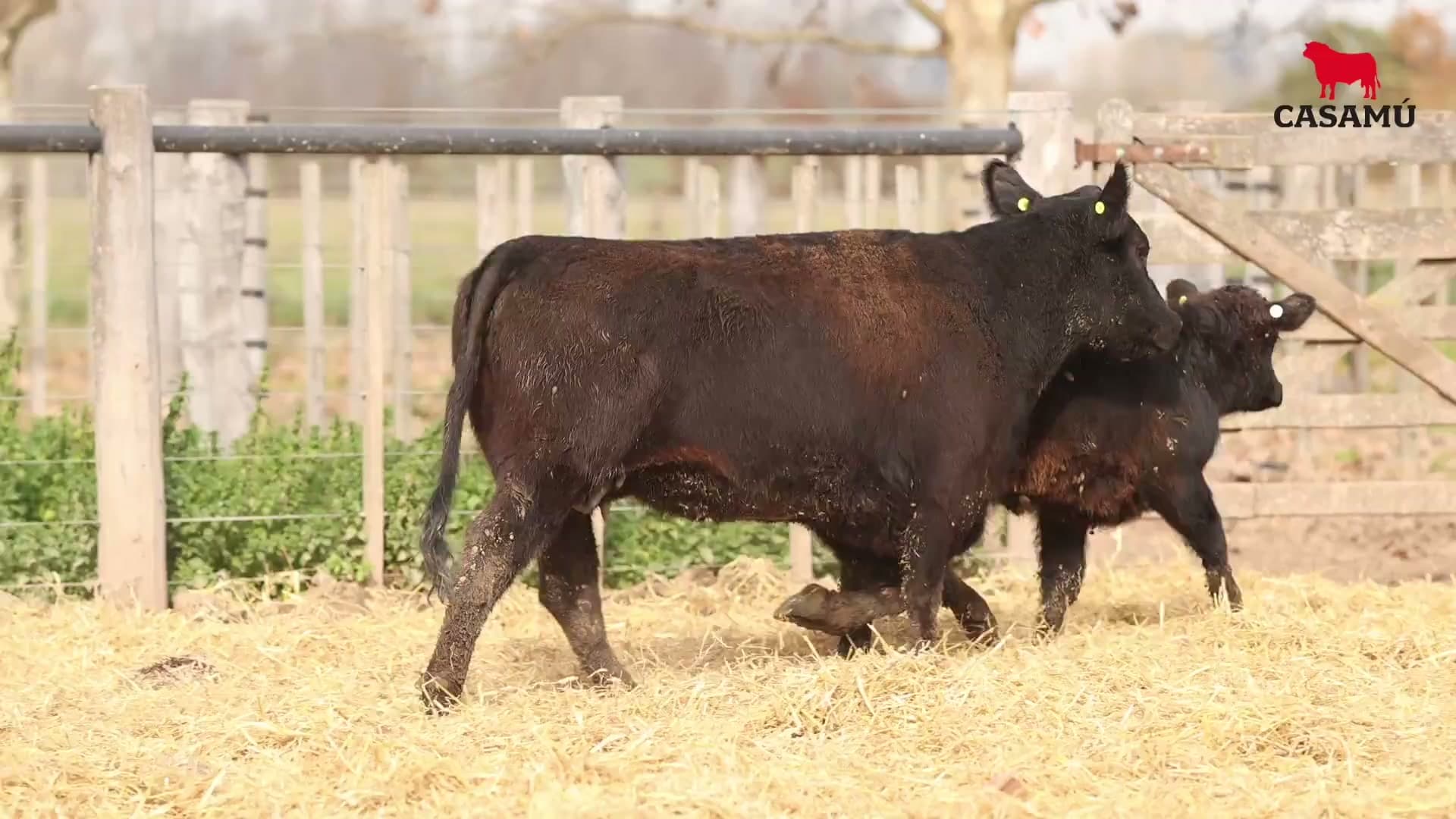 Vaca RP H133 · Lote 75