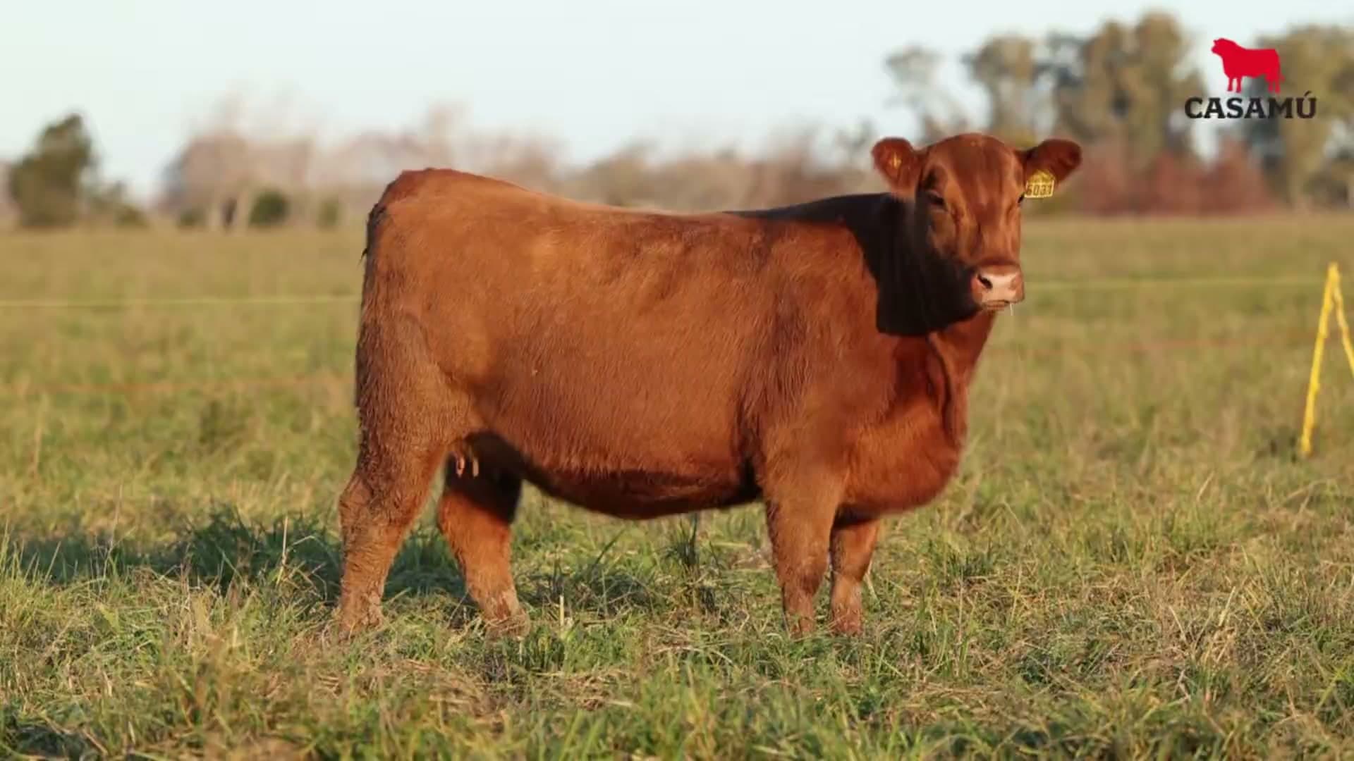 Vaquillona RP 5031 · Lote 54
